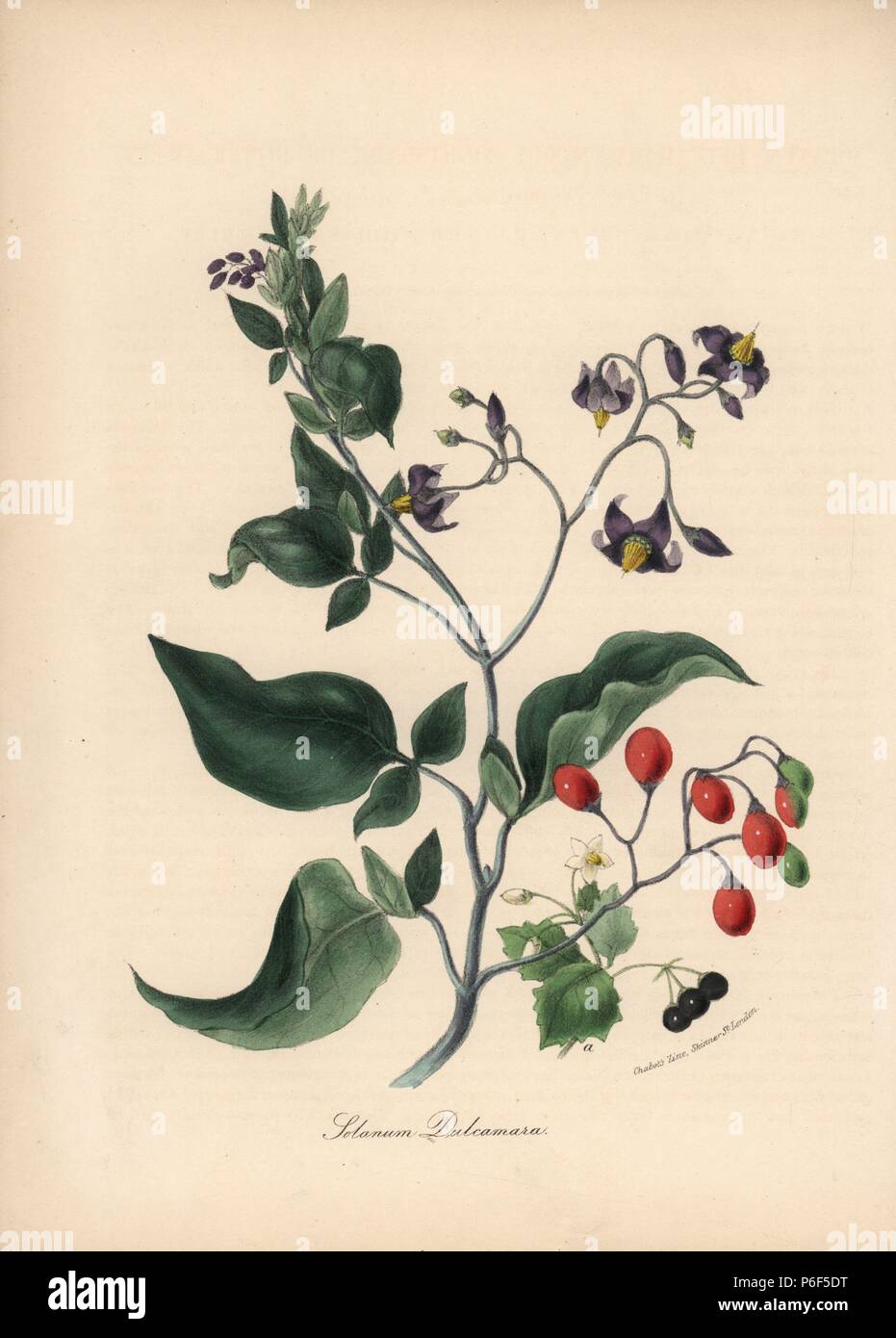 Woody nightshade or bittersweet, Solanum dulcamara, with flower, berry and leaf. Handcoloured zincograph by C. Chabot drawn by Miss M. A. Burnett from her 'Plantae Utiliores: or Illustrations of Useful Plants,' Whittaker, London, 1842. Miss Burnett drew the botanical illustrations, but the text was chiefly by her late brother, British botanist Gilbert Thomas Burnett (1800-1835). Stock Photo