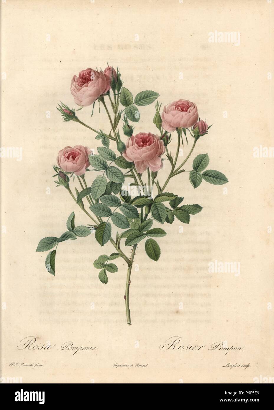 Rose de Meaux rose, centifolia de Meaux pomponia). Handcoloured stipple copperplate engraving by Langlois after an illustration by Pierre-Joseph Redoute from "Les Roses," Firmin Didot, Paris, 1817 Stock Photo
