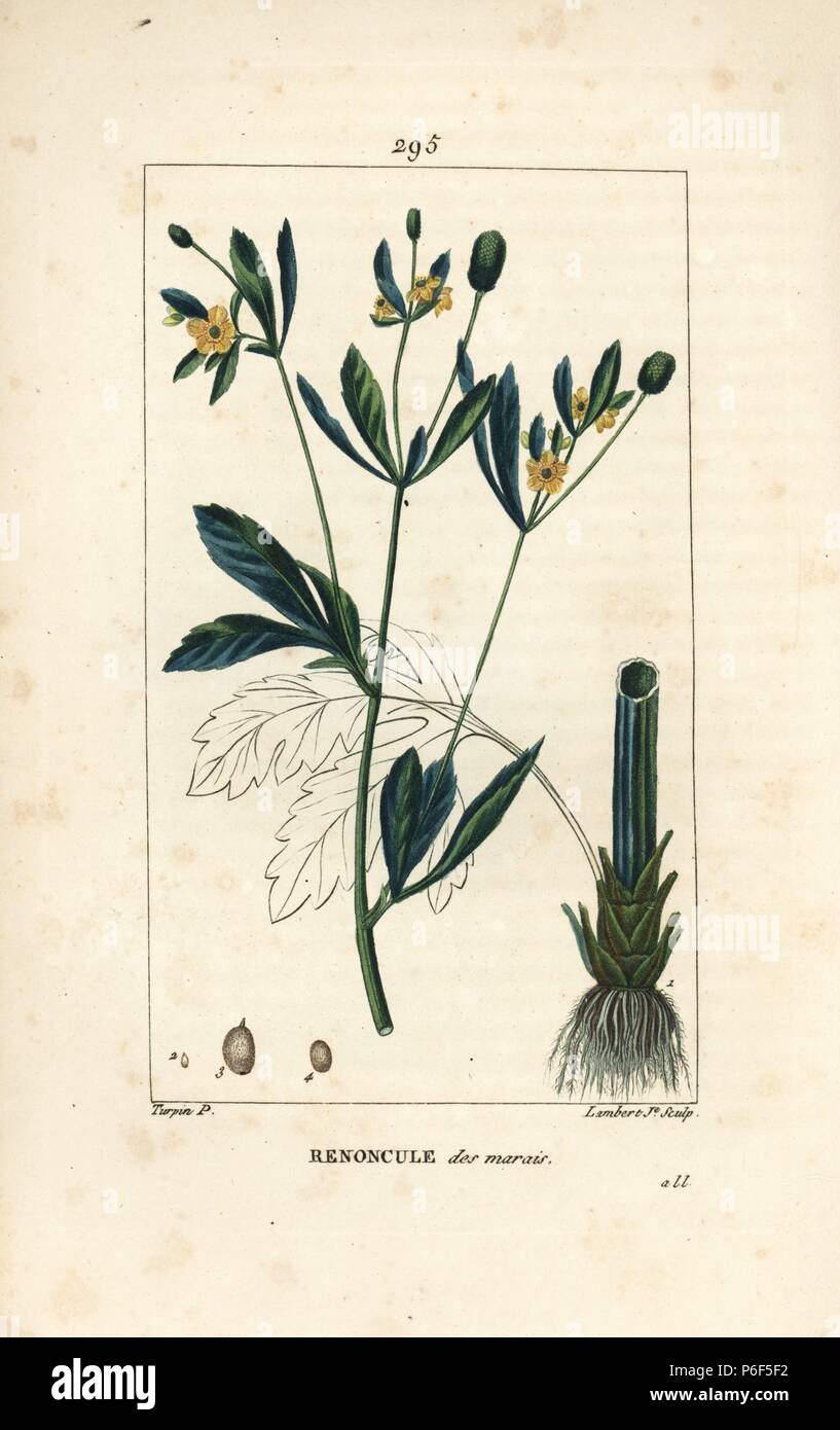Marsh marigold or marsh crowfoot, Caltha palustris (Ranunculus palustris), with flower, leaf, stalk, root and seed. Handcoloured stipple copperplate engraving by Lambert Junior from a drawing by Pierre Jean-Francois Turpin from Chaumeton, Poiret and Chamberet's 'La Flore Medicale,' Paris, Panckoucke, 1830. Turpin (17751840) was one of the three giants of French botanical art of the era alongside Pierre Joseph Redoute and Pancrace Bessa. Stock Photo
