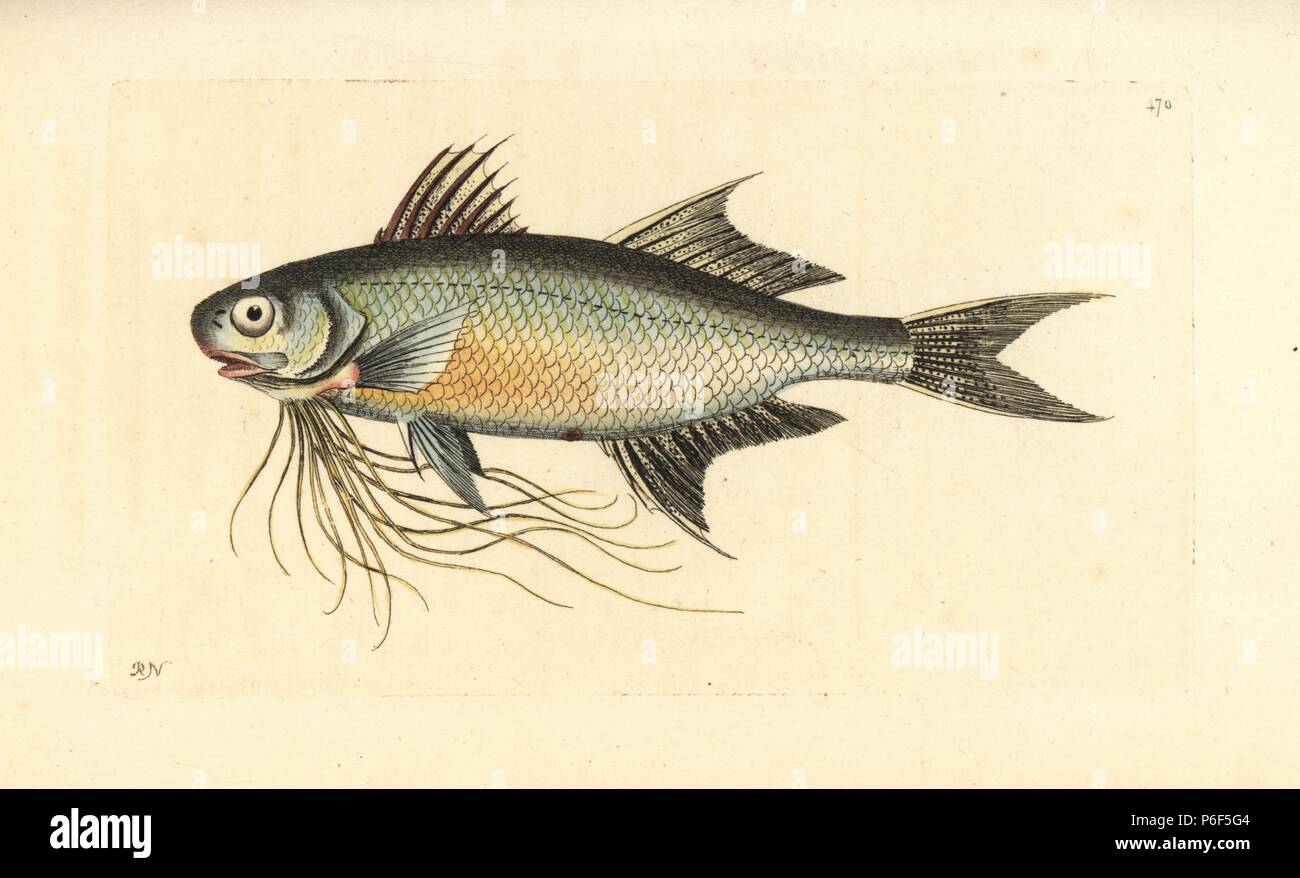 Paradise threadfin, Polynemus paradiseus. Illustration drawn and engraved by Richard Polydore Nodder. Handcoloured copperplate engraving from George Shaw and Frederick Nodder's 'The Naturalist's Miscellany,' London, 1801. Stock Photo