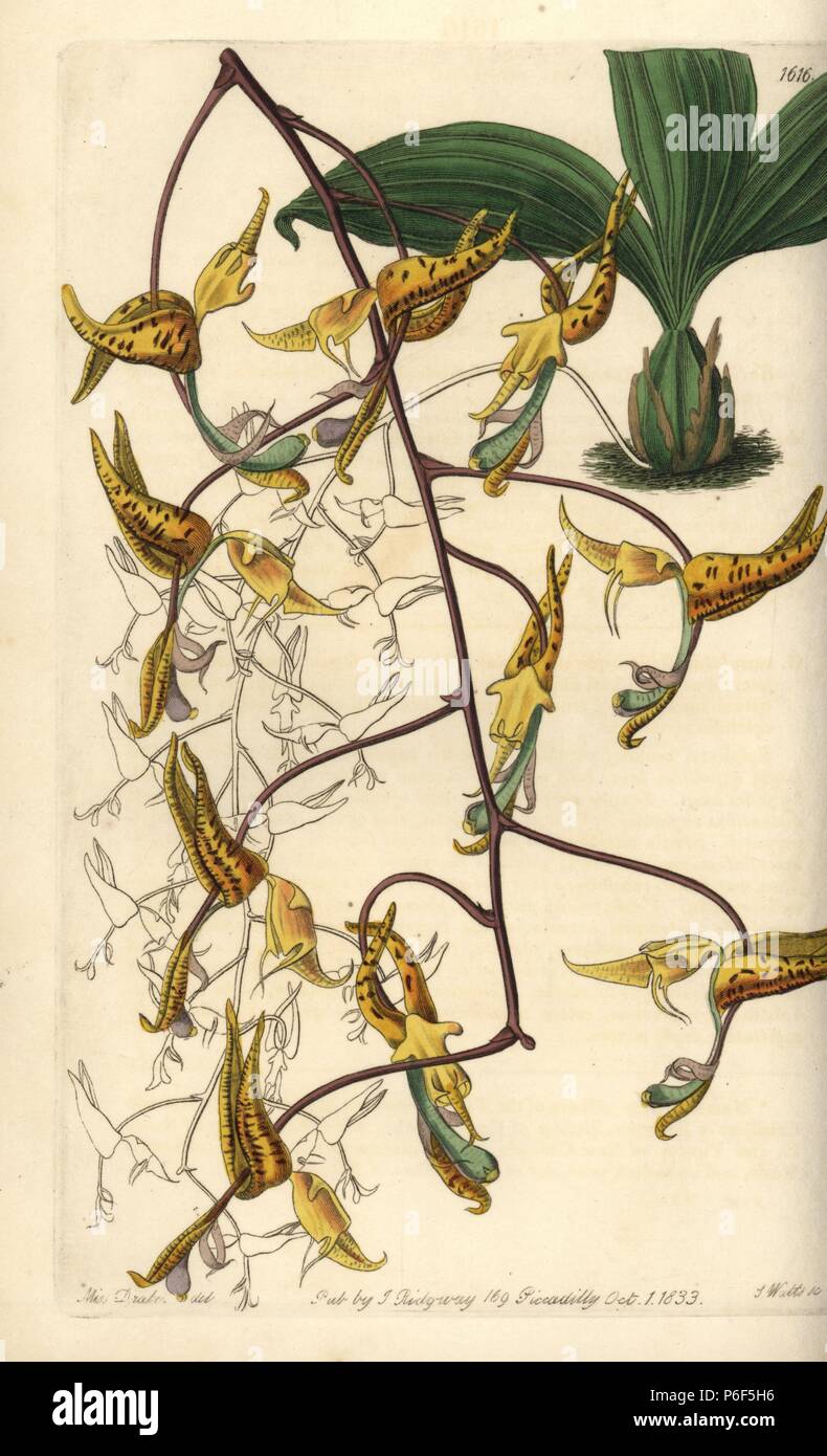 Spotted gongora orchid, Gongora maculata. Handcoloured copperplate engraving by S. Watts after an illustration by Miss Drake from Sydenham Edwards' 'The Botanical Register,' London, Ridgway, 1833. Sarah Anne Drake (1803-1857) drew over 1,300 plates for the botanist John Lindley, including many orchids. Stock Photo