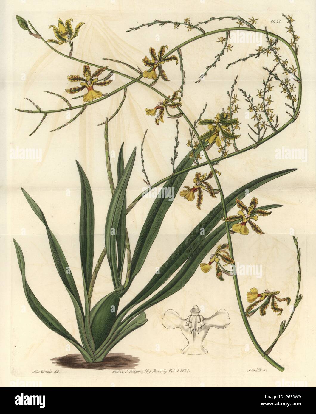 Oncidium baueri orchid (Lofty oncidium, Oncidium altissimum). Handcoloured copperplate engraving by S. Watts after an illustration by Miss Drake from Sydenham Edwards' 'The Botanical Register,' London, Ridgway, 1833. Sarah Anne Drake (1803-1857) drew over 1,300 plates for the botanist John Lindley, including many orchids. Stock Photo