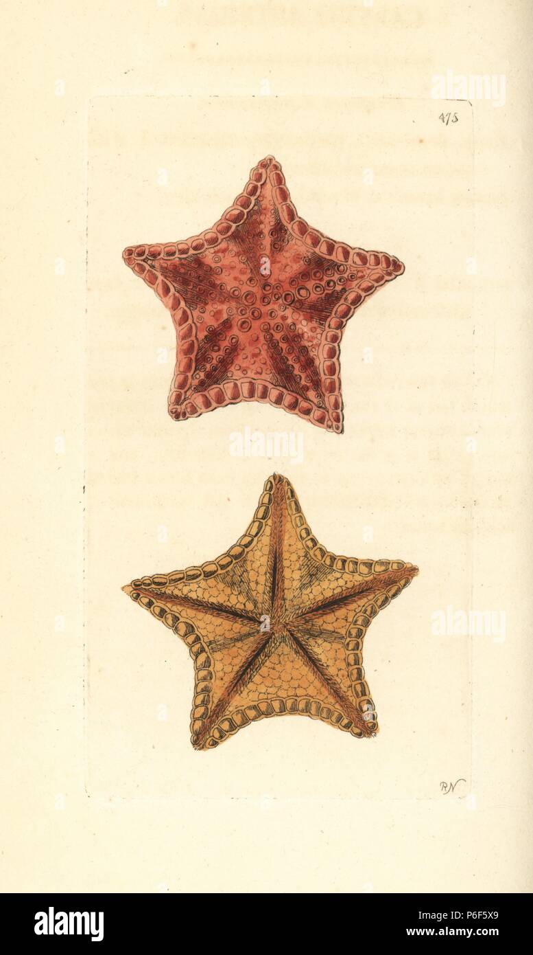 Red cushion sea star or West Indian sea star, Oreaster reticulatus (Carved asterias or mince-pie starfish, Asterias toreuma or Asterias reticulata). Illustration drawn and engraved by Richard Polydore Nodder. Handcoloured copperplate engraving from George Shaw and Frederick Nodder's 'The Naturalist's Miscellany,' London, 1801. Stock Photo