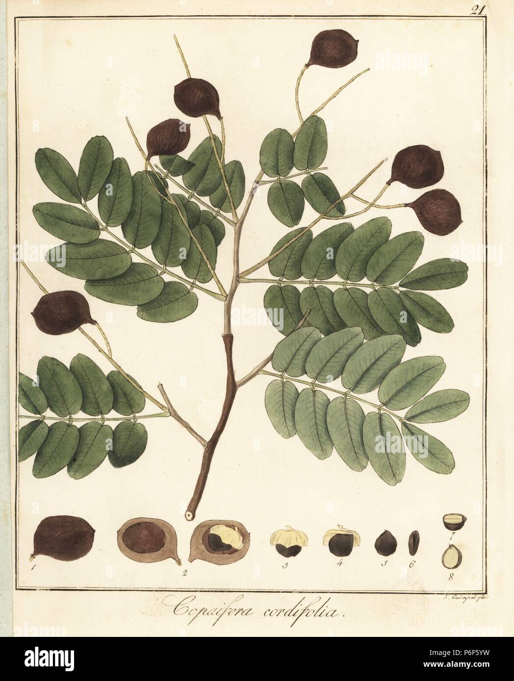 Copal or copaiba tree, Copaifera coriacea. Handcoloured copperplate engraving by F. Guimpel from Dr. Friedrich Gottlob Hayne's Medical Botany, Berlin, 1822. Hayne (1763-1832) was a German botanist, apothecary and professor of pharmaceutical botany at Berlin University. Stock Photo