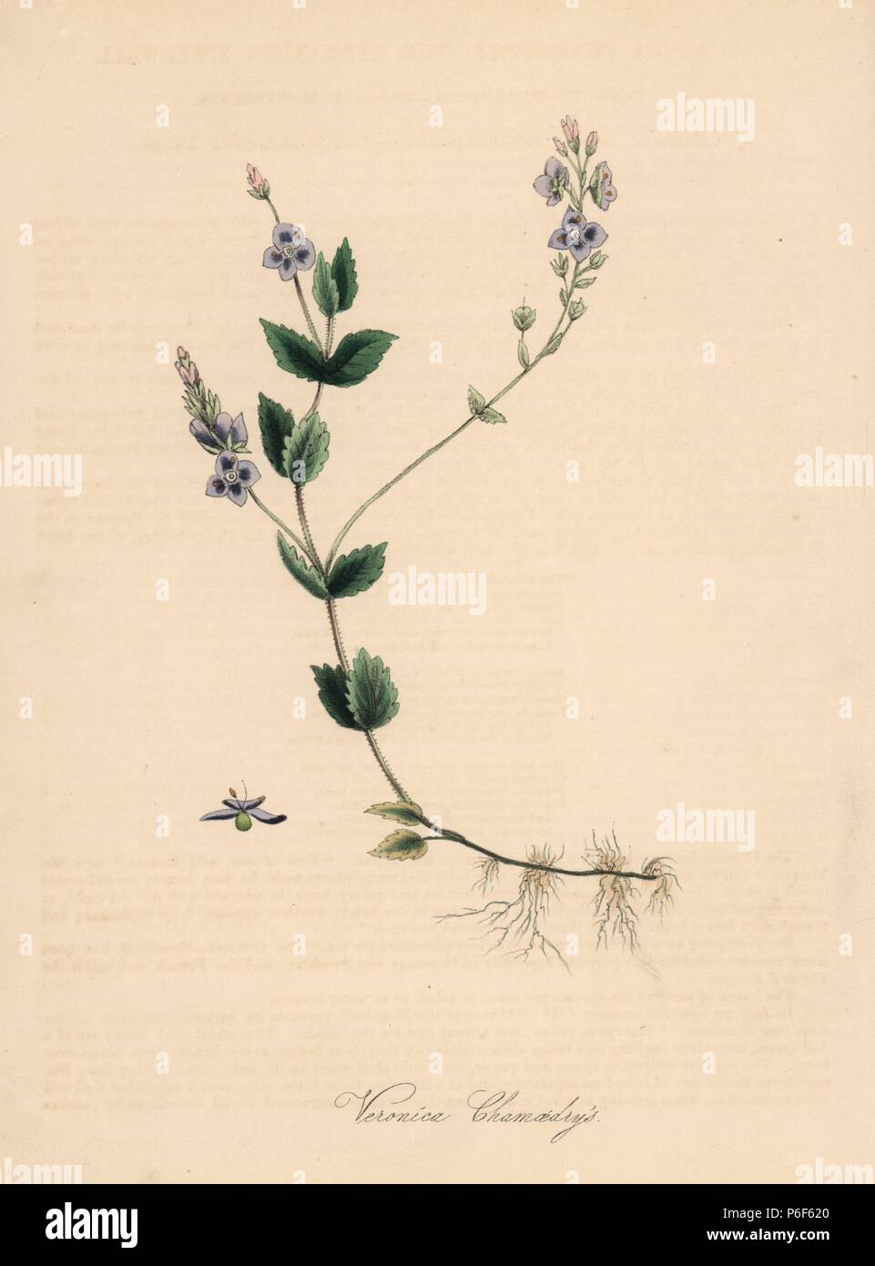 Germander speedwell, Veronica chamaedrys. Handcoloured zincograph by C. Chabot drawn by Miss M. A. Burnett from her 'Plantae Utiliores: or Illustrations of Useful Plants,' Whittaker, London, 1842. Miss Burnett drew the botanical illustrations, but the text was chiefly by her late brother, British botanist Gilbert Thomas Burnett (1800-1835). Stock Photo