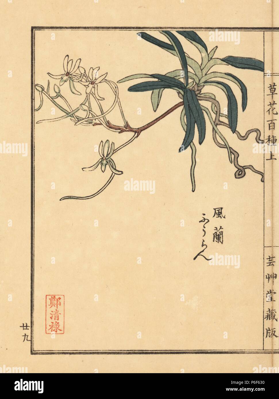 Fuuran, Neofinetia falcata. Vulnerable. Handcoloured woodblock print by Kono Bairei from Kusa Bana Hyakushu (One Hundred Varieties of Flowers), Tokyo, Yamada, 1901. Stock Photo