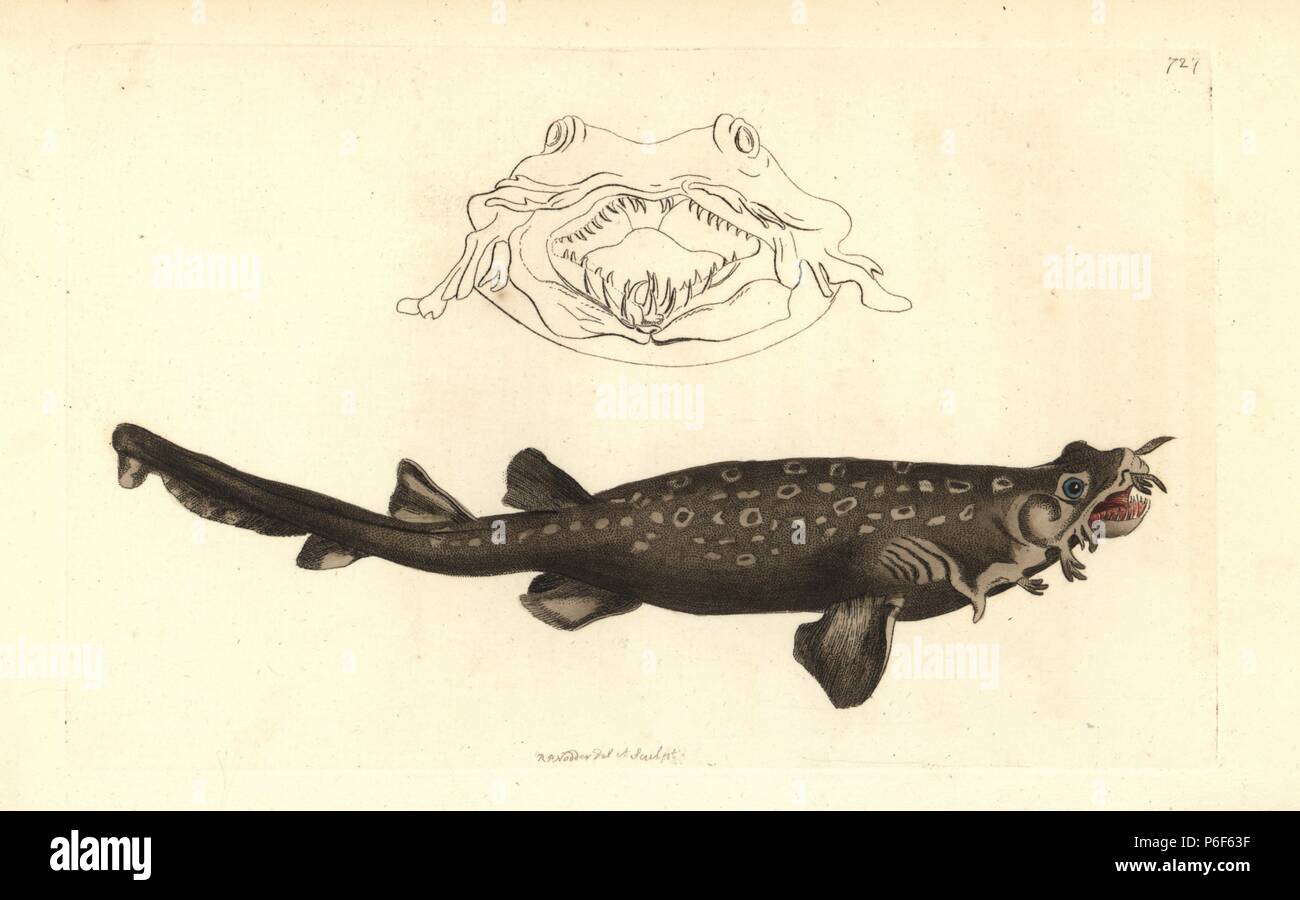 Carpet shark or spotted wobbegong, Orectolobus maculatus. Near threatened. Illustration drawn and engraved by Richard Polydore Nodder. Handcoloured copperplate engraving from George Shaw and Frederick Nodder's "The Naturalist's Miscellany," London, 1805. Stock Photo