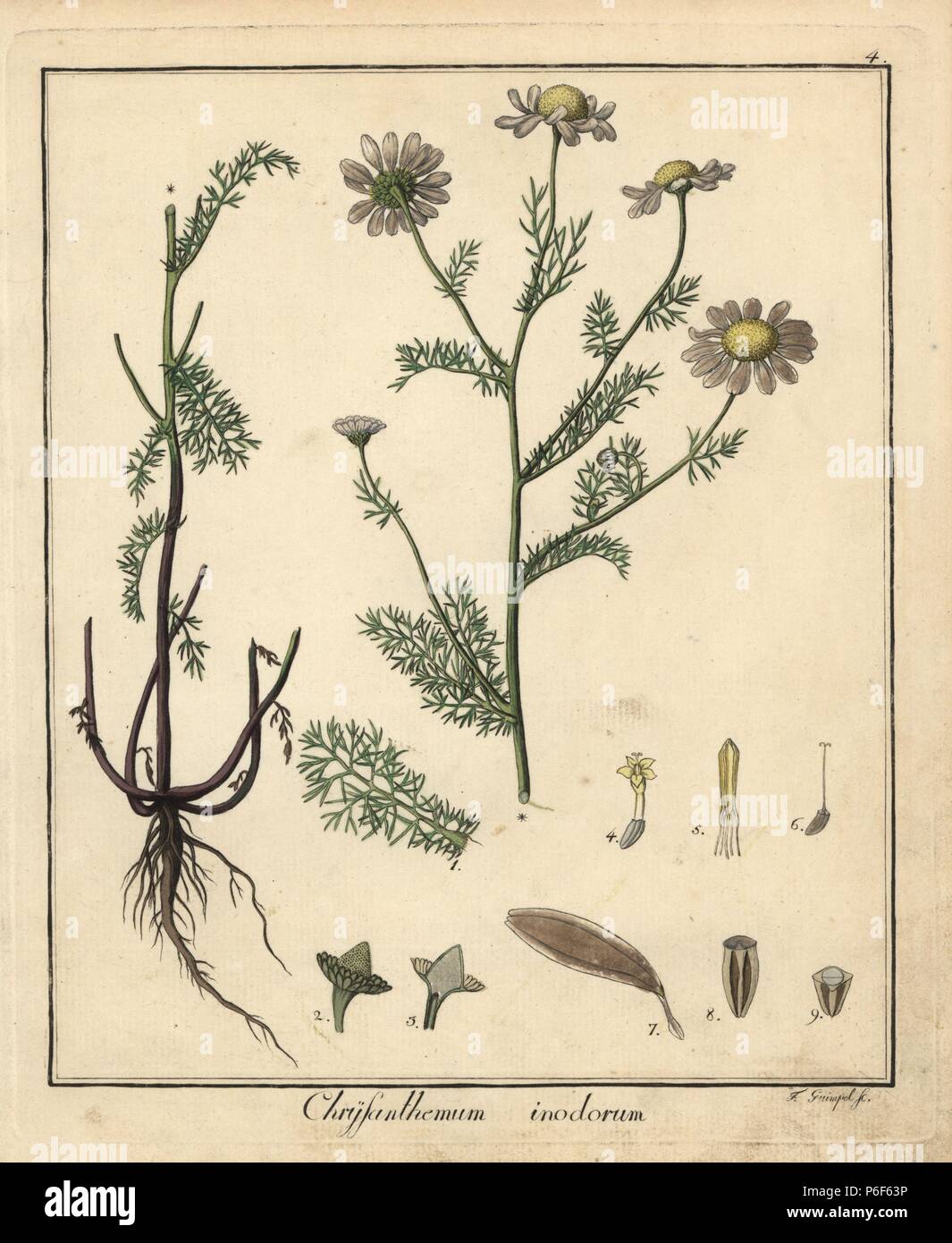 Sea mayweed, Tripleurospermum maritimum. Handcoloured copperplate engraving by F. Guimpel from Dr. Friedrich Gottlob Hayne's Medical Botany, Berlin, 1822. Hayne (1763-1832) was a German botanist, apothecary and professor of pharmaceutical botany at Berlin University. Stock Photo
