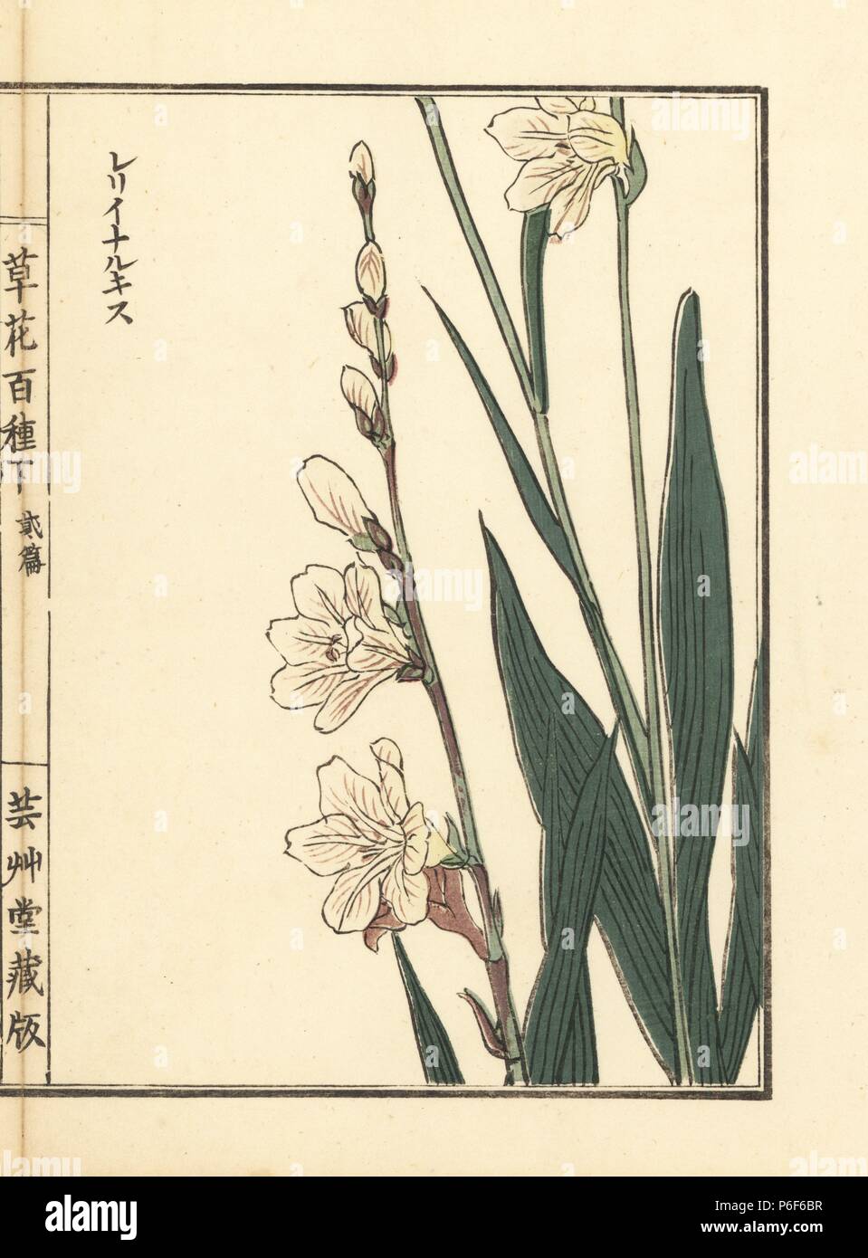 Rerii narukisu or daffodil variety, Narcissus species. Handcoloured woodblock print by Kono Bairei from Kusa Bana Hyakushu (One Hundred Varieties of Flowers), Tokyo, Yamada, 1901. Stock Photo