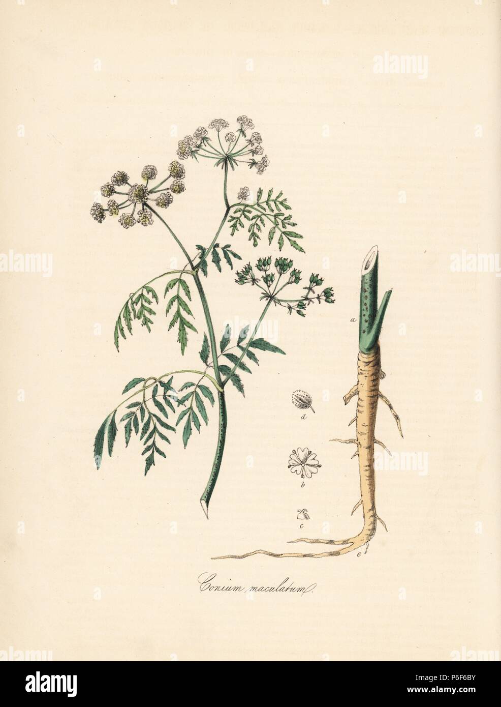 Common, greater, spotted or poison hemlock, Conium maculatum. Handcoloured zincograph by C. Chabot drawn by Miss M. A. Burnett from her 'Plantae Utiliores: or Illustrations of Useful Plants,' Whittaker, London, 1842. Miss Burnett drew the botanical illustrations, but the text was chiefly by her late brother, British botanist Gilbert Thomas Burnett (1800-1835). Stock Photo