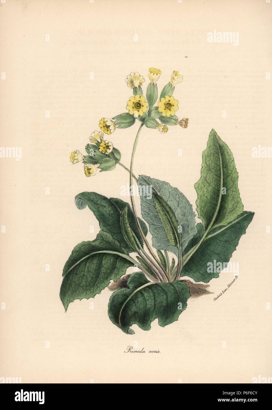 Common cowslip, Primula veris. Handcoloured zincograph by C. Chabot drawn by Miss M. A. Burnett from her 'Plantae Utiliores: or Illustrations of Useful Plants,' Whittaker, London, 1842. Miss Burnett drew the botanical illustrations, but the text was chiefly by her late brother, British botanist Gilbert Thomas Burnett (1800-1835). Stock Photo