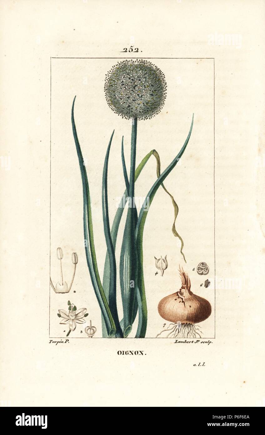 Onion, Allium cepa, with flower, leaf, bulb and roots. Handcoloured stipple copperplate engraving by Lambert Junior from a drawing by Pierre Jean-Francois Turpin from Chaumeton, Poiret and Chamberet's 'La Flore Medicale,' Paris, Panckoucke, 1830. Turpin (17751840) was one of the three giants of French botanical art of the era alongside Pierre Joseph Redoute and Pancrace Bessa. Stock Photo