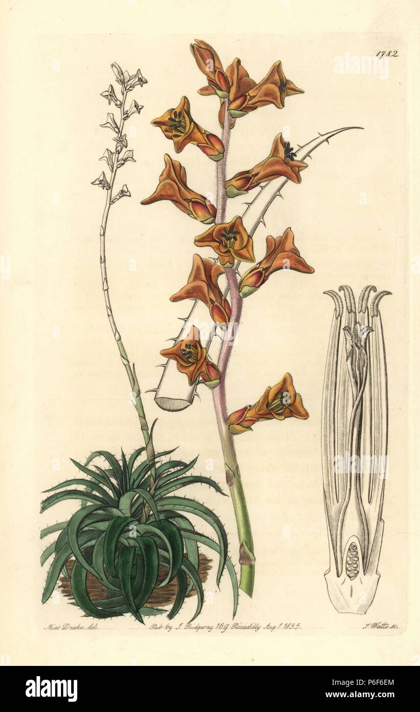 Scattered-flowered dyckia, Dyckia rariflora. Handcoloured copperplate engraving by S. Watts after an illustration by Miss Drake from Sydenham Edwards' 'The Botanical Register,' London, Ridgway, 1835. Sarah Anne Drake (1803-1857) drew over 1,300 plates for the botanist John Lindley, including many orchids. Stock Photo