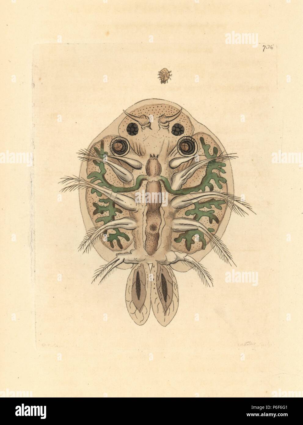 Water flea, Cyclops cyprinaceus, underside magnified under a microscope. Illustration drawn and engraved by Richard Polydore Nodder. Handcoloured copperplate engraving from George Shaw and Frederick Nodder's 'The Naturalist's Miscellany,' London, 1805. Stock Photo