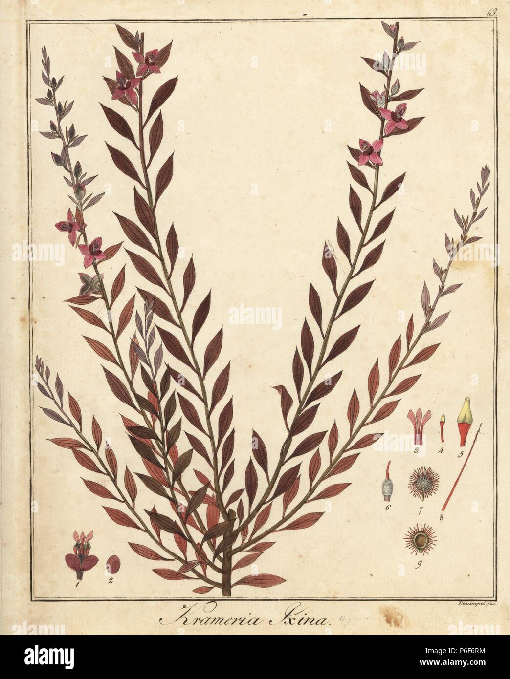 Abrojo Colorado Krameria Ixine Handcoloured Copperplate Engraving By F Guimpel From Dr Friedrich Gottlob Haynes Medical Botany Berlin 1822 Abrojo Colorado Krameria Ixine Handcoloured Copperplate Engraving By F Guimpel From Dr Friedrich Gottlob Haynes Medical Botany Berlin 1822
