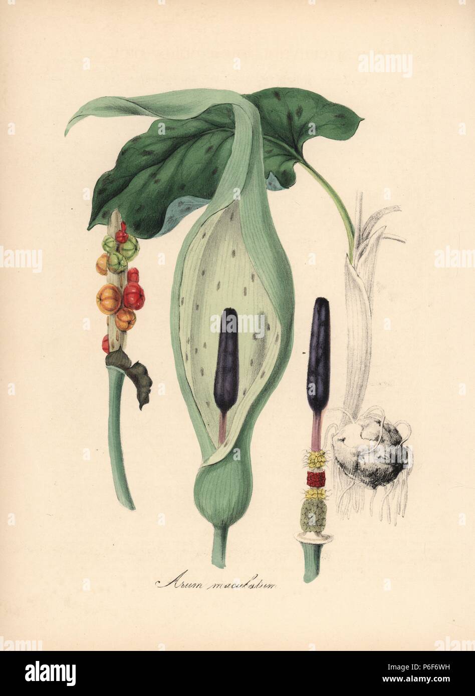 Cuckoopint, Arum maculatum. Handcoloured zincograph by C. Chabot drawn by Miss M. A. Burnett from her 'Plantae Utiliores: or Illustrations of Useful Plants,' Whittaker, London, 1842. Miss Burnett drew the botanical illustrations, but the text was chiefly by her late brother, British botanist Gilbert Thomas Burnett (1800-1835). Stock Photo