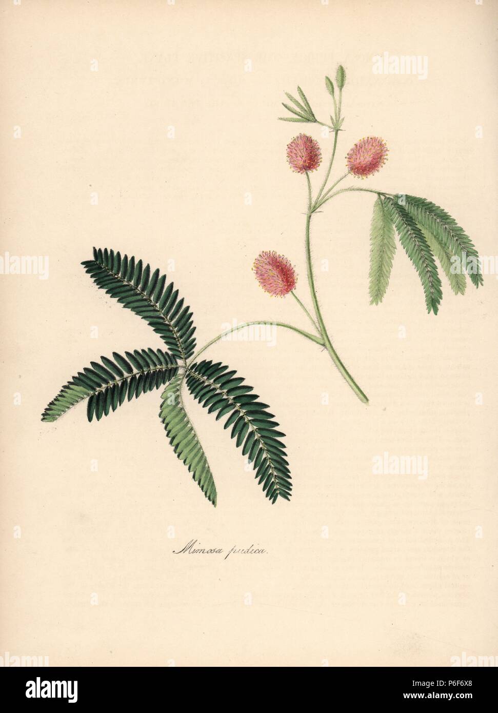 Sensitive plant, Mimosa pudica. Handcoloured zincograph by C. Chabot drawn by Miss M. A. Burnett from her 'Plantae Utiliores: or Illustrations of Useful Plants,' Whittaker, London, 1842. Miss Burnett drew the botanical illustrations, but the text was chiefly by her late brother, British botanist Gilbert Thomas Burnett (1800-1835). Stock Photo