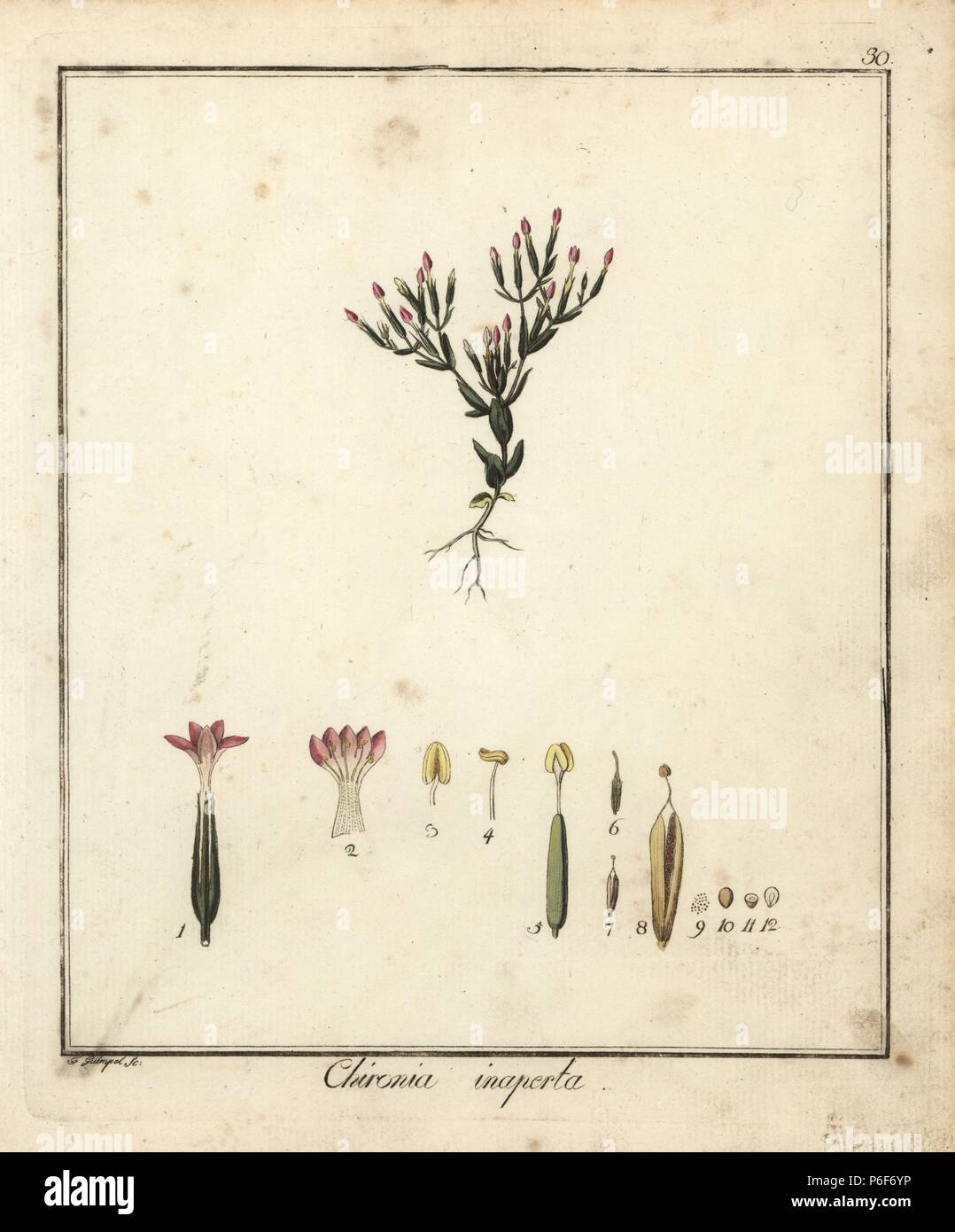 Lesser centaury, Centaurium pulchellum. Handcoloured copperplate engraving by F. Guimpel from Dr. Friedrich Gottlob Hayne's Medical Botany, Berlin, 1822. Hayne (1763-1832) was a German botanist, apothecary and professor of pharmaceutical botany at Berlin University. Stock Photo