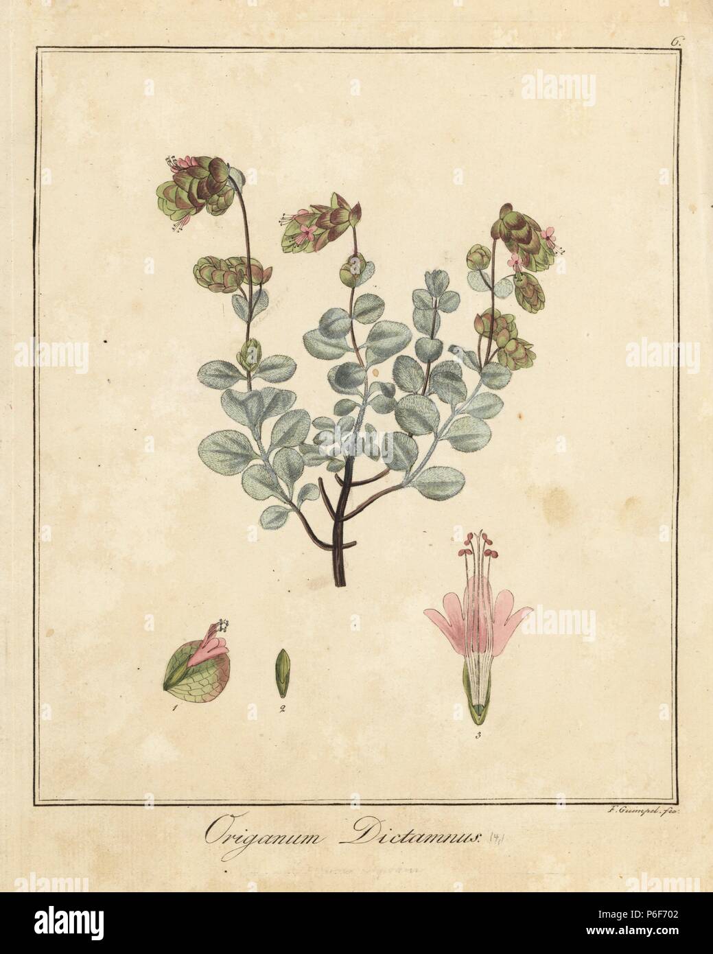 Dittany of Crete, Origanum dictamnus. Handcoloured copperplate engraving by F. Guimpel from Dr. Friedrich Gottlob Hayne's Medical Botany, Berlin, 1822. Hayne (1763-1832) was a German botanist, apothecary and professor of pharmaceutical botany at Berlin University. Stock Photo