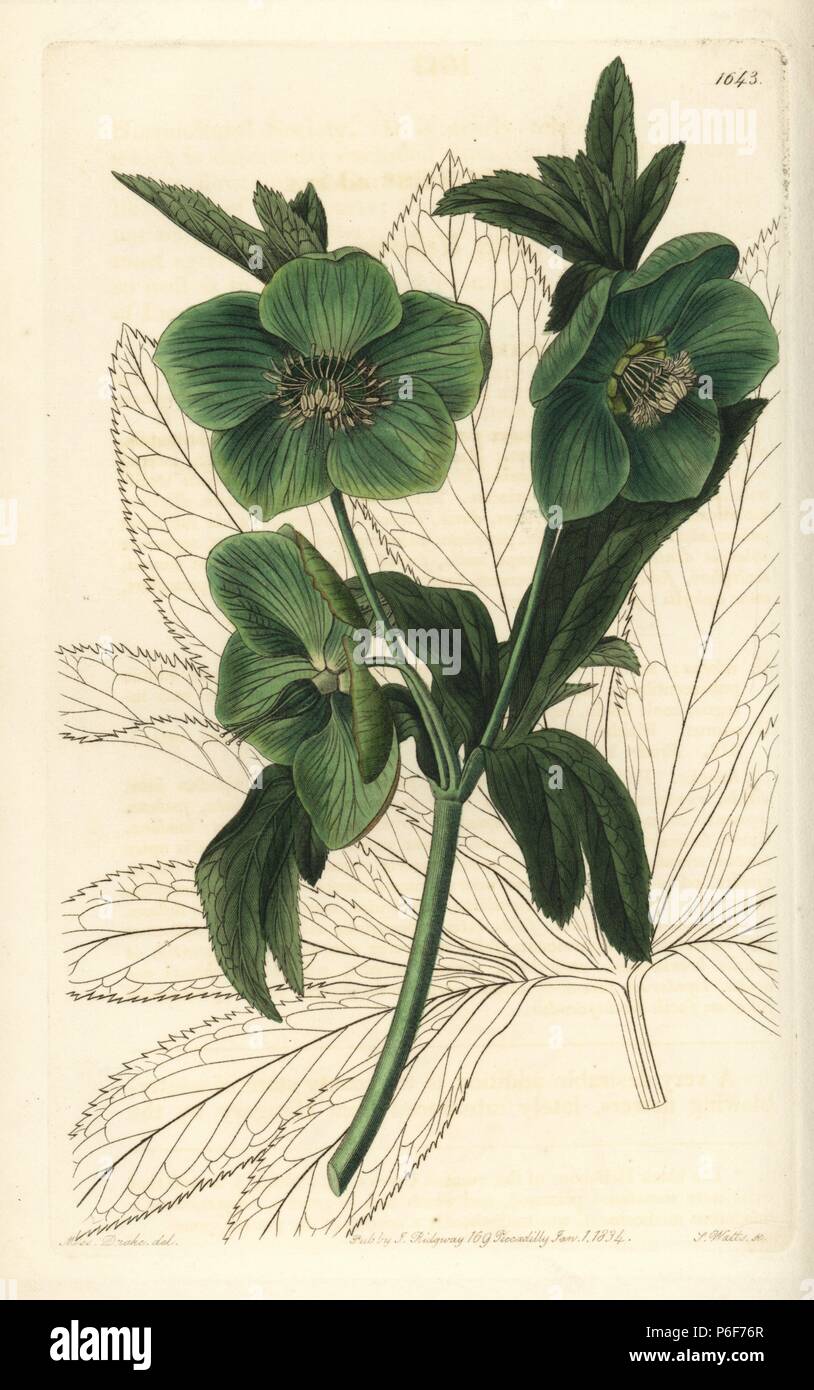 Fragrant or sweet hellebore, Helleborus odorus. Handcoloured copperplate engraving by S. Watts after an illustration by Miss Drake from Sydenham Edwards' 'The Botanical Register,' London, Ridgway, 1833. Sarah Anne Drake (1803-1857) drew over 1,300 plates for the botanist John Lindley, including many orchids. Stock Photo