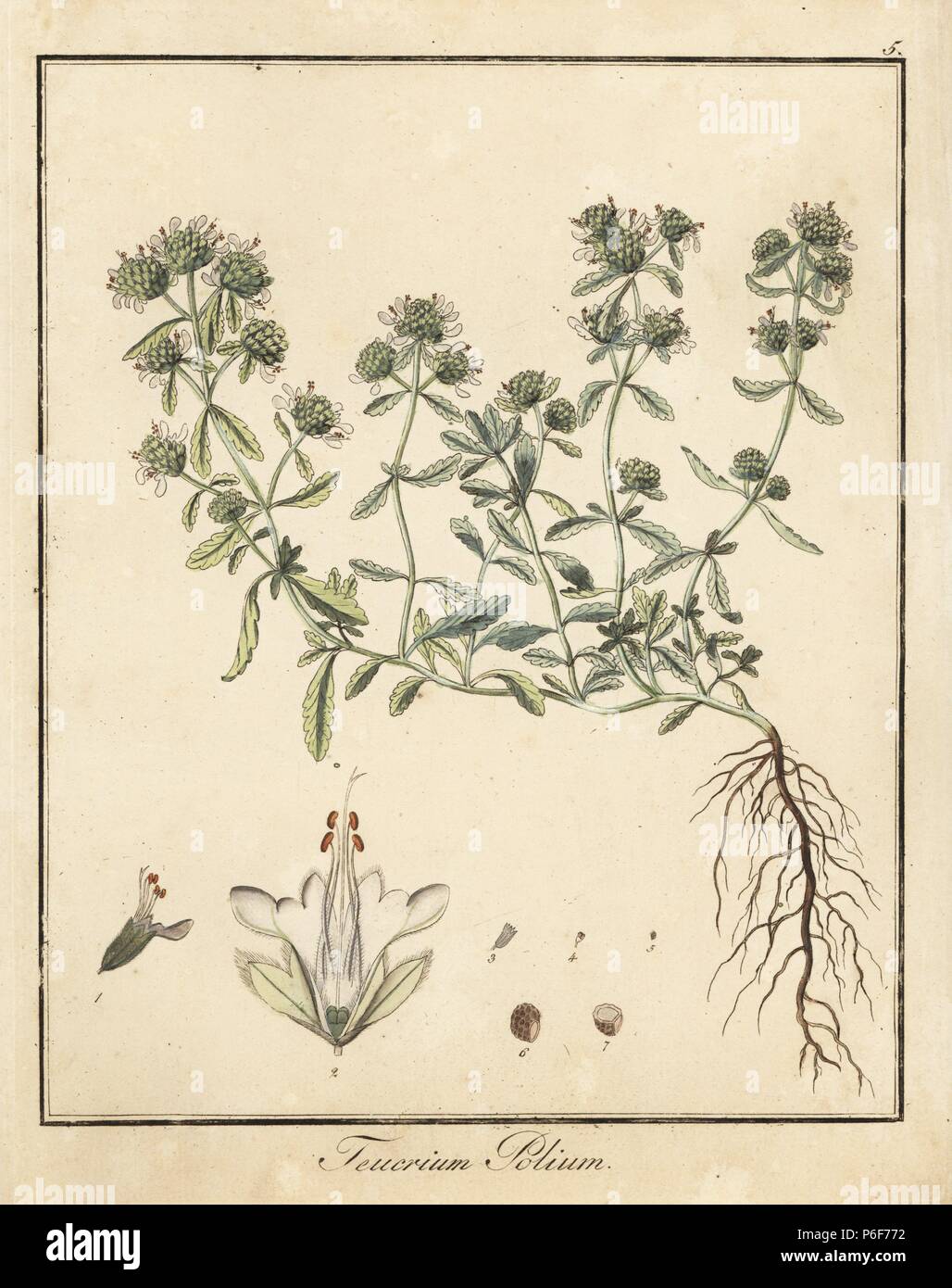 Felty germander, Teucrium polium. Handcoloured copperplate engraving by