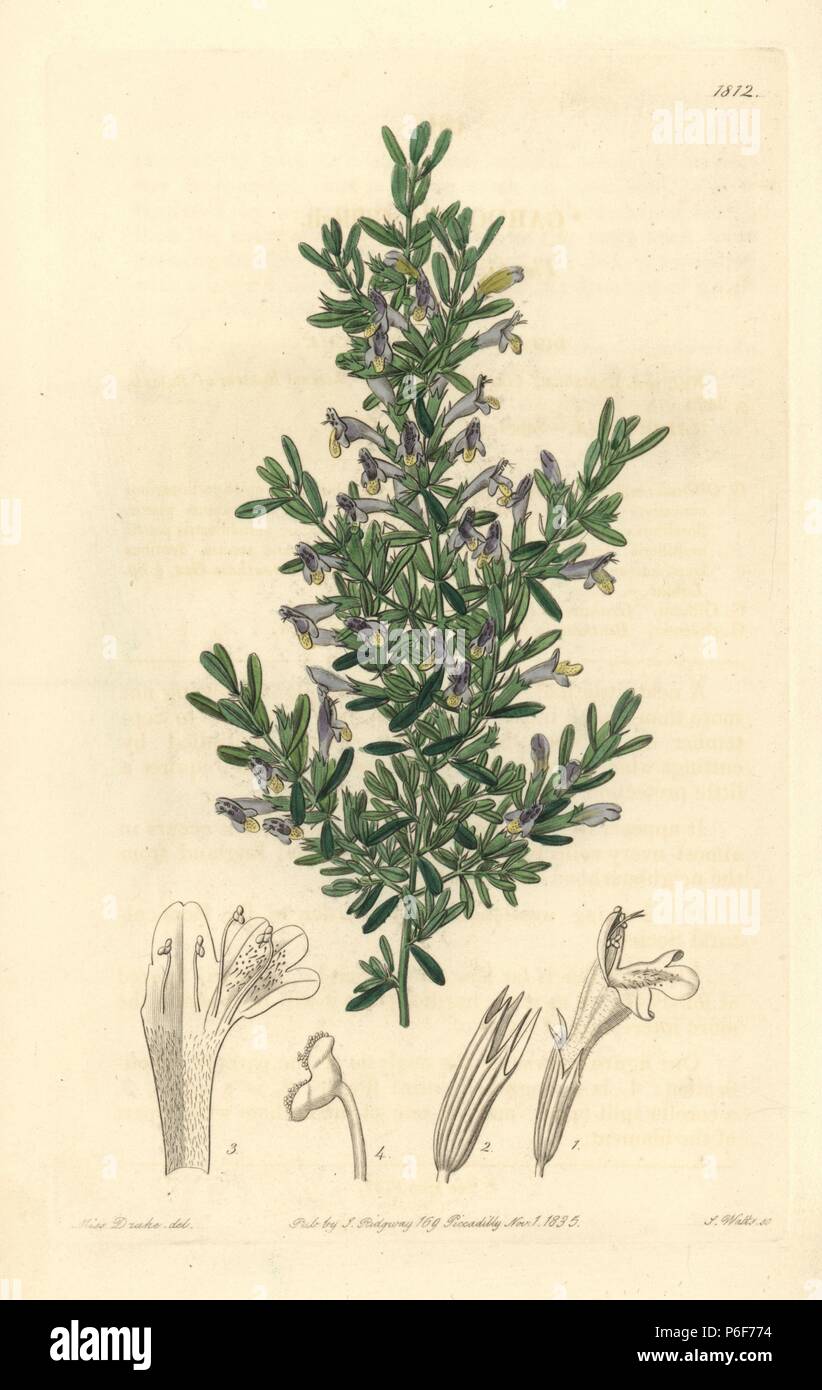 Clinopodium chilense (Gillies gardoquia, Gardoquia gilliesii). Handcoloured copperplate engraving by S. Watts after an illustration by Miss Drake from Sydenham Edwards' 'The Botanical Register,' London, Ridgway, 1835. Sarah Anne Drake (1803-1857) drew over 1,300 plates for the botanist John Lindley, including many orchids. Stock Photo