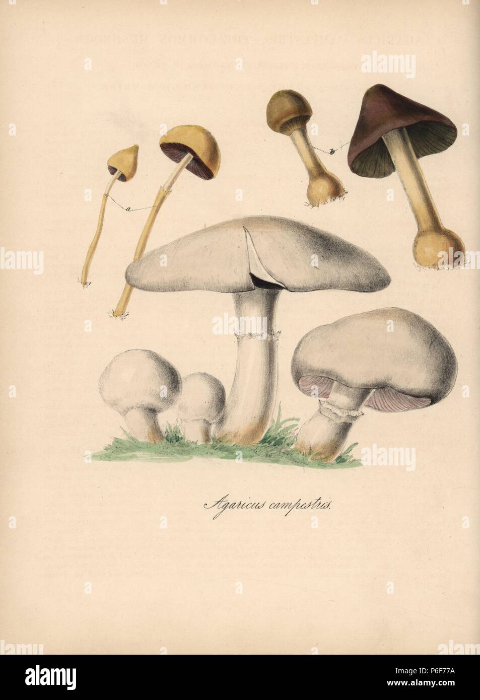 Field mushroom, Agaricus campestris. Handcoloured zincograph by C. Chabot drawn by Miss M. A. Burnett from her 'Plantae Utiliores: or Illustrations of Useful Plants,' Whittaker, London, 1842. Miss Burnett drew the botanical illustrations, but the text was chiefly by her late brother, British botanist Gilbert Thomas Burnett (1800-1835). Stock Photo