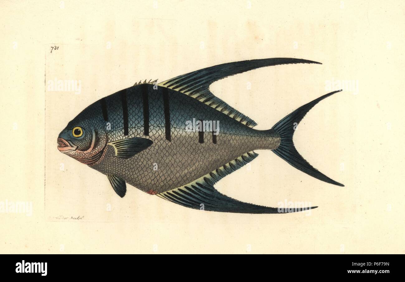 Derbio or pompano fish, Trachinotus ovatus. Illustration drawn and engraved by Richard Polydore Nodder. Handcoloured copperplate engraving from George Shaw and Frederick Nodder's "The Naturalist's Miscellany," London, 1805. Stock Photo