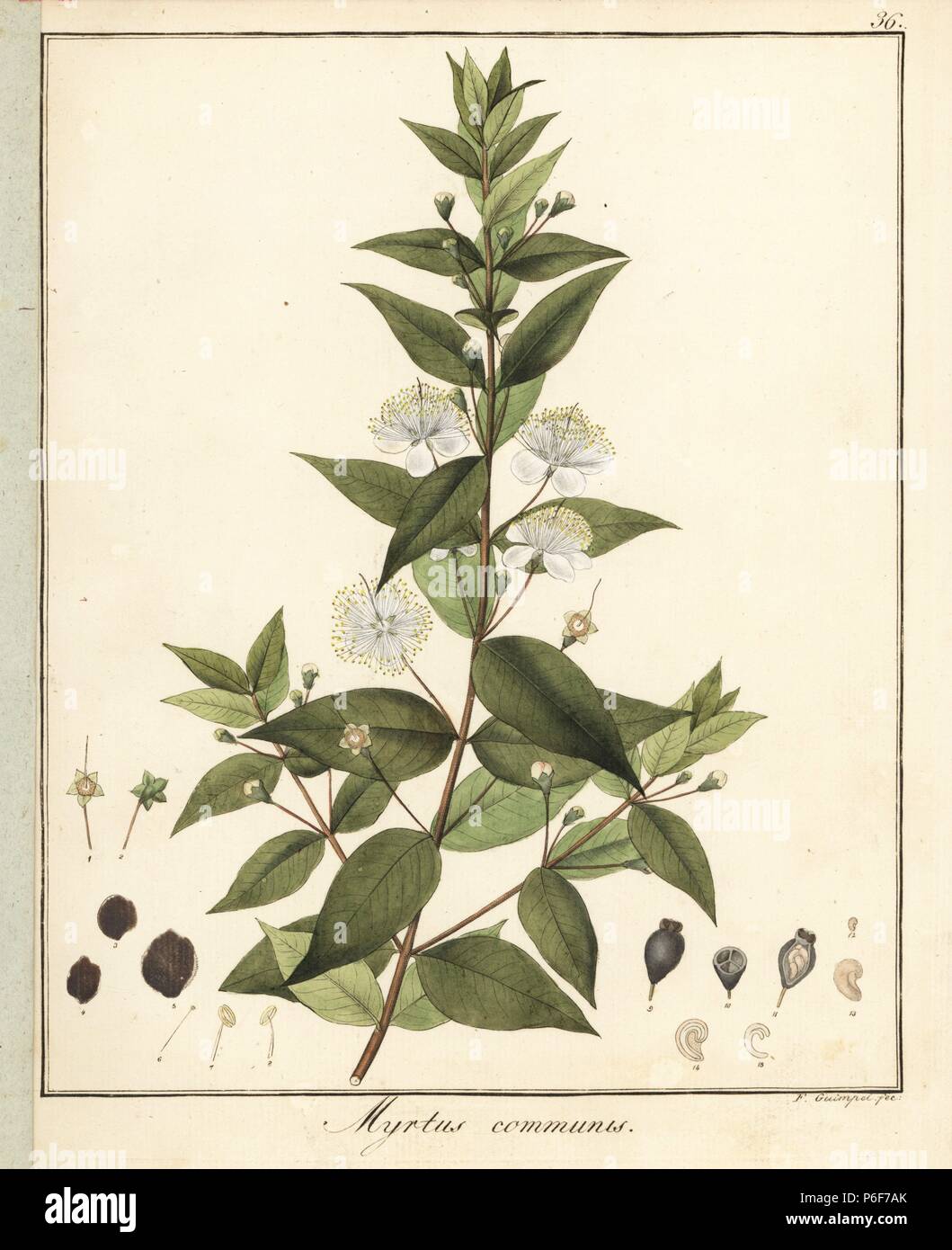 Common or true myrtle, Myrtus communis. Handcoloured copperplate engraving by F. Guimpel from Dr. Friedrich Gottlob Hayne's Medical Botany, Berlin, 1822. Hayne (1763-1832) was a German botanist, apothecary and professor of pharmaceutical botany at Berlin University. Stock Photo