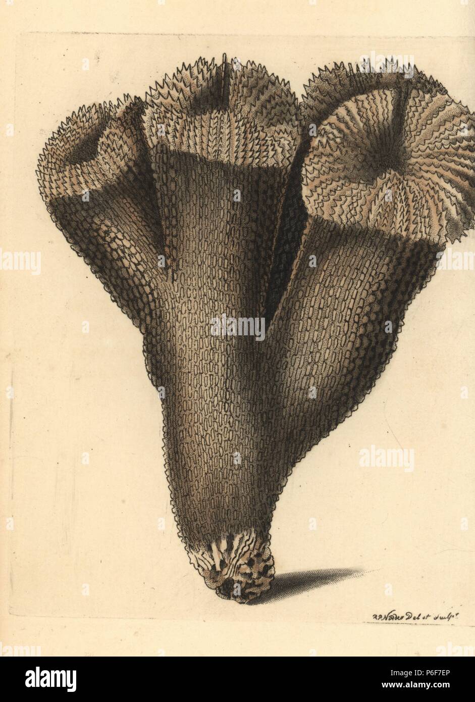 Acropora carduus coral. Illustration drawn and engraved by Richard