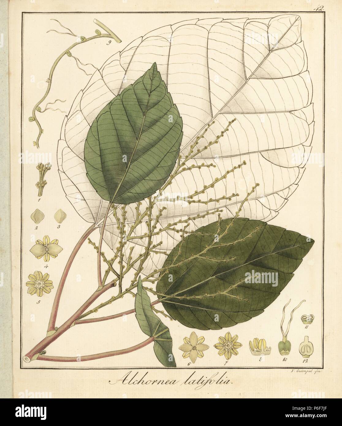 Achiotillo tree, Alchornea latifolia. Handcoloured copperplate engraving by F. Guimpel from Dr. Friedrich Gottlob Hayne's Medical Botany, Berlin, 1822. Hayne (1763-1832) was a German botanist, apothecary and professor of pharmaceutical botany at Berlin University. Stock Photo