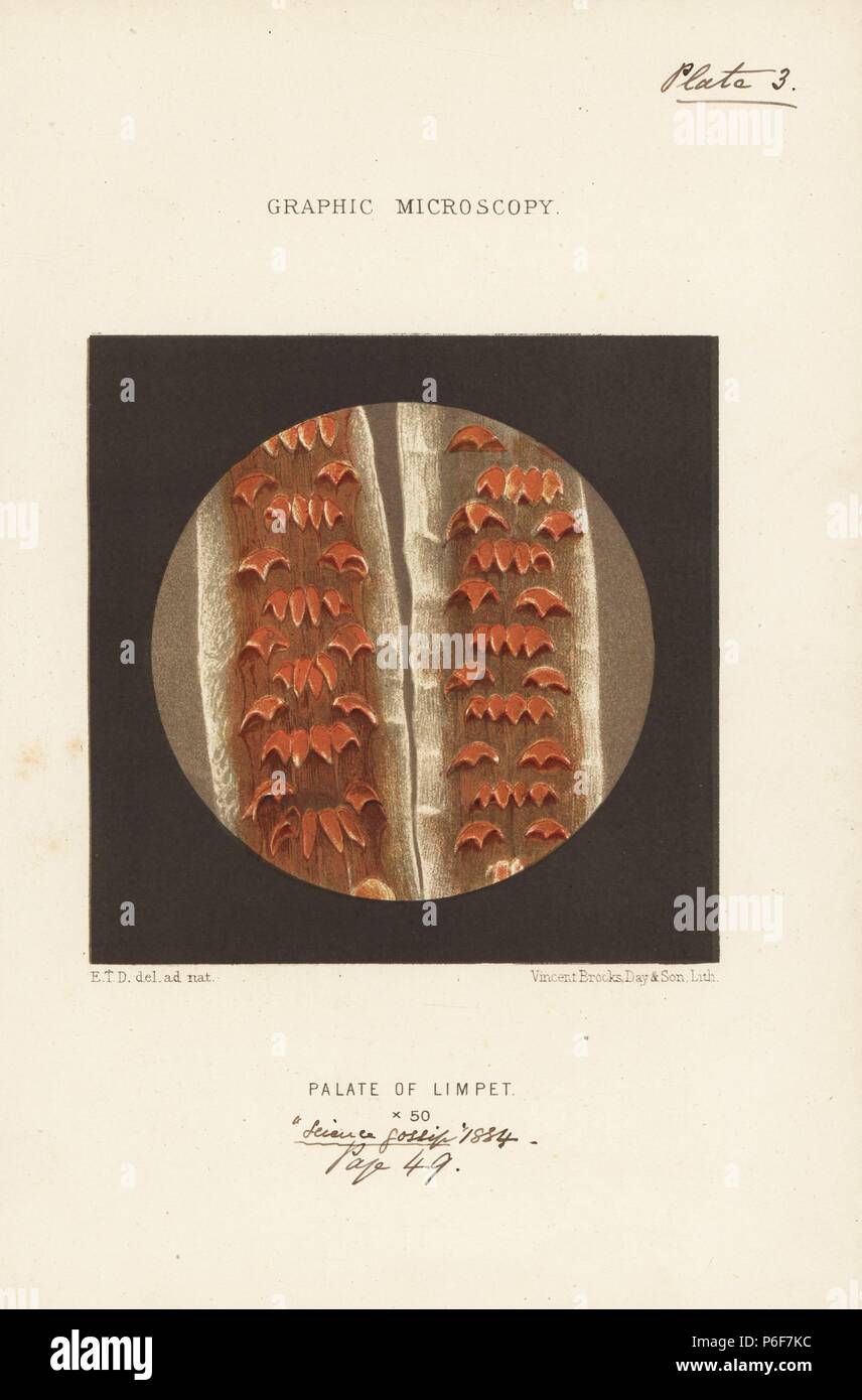 Radula of a limpet, Patella vulgata, magnified x50. The limpet's coiled-up radula (tongue) is twice as long as its shell armed with thousands of crystal teeth. Chromolithograph after an illustration by E.T.D., lithographed by Vincent Brooks, from 'Graphic Microscopy' plates to illustrate 'Hardwicke's Science Gossip,' London, 1865-1885. Stock Photo