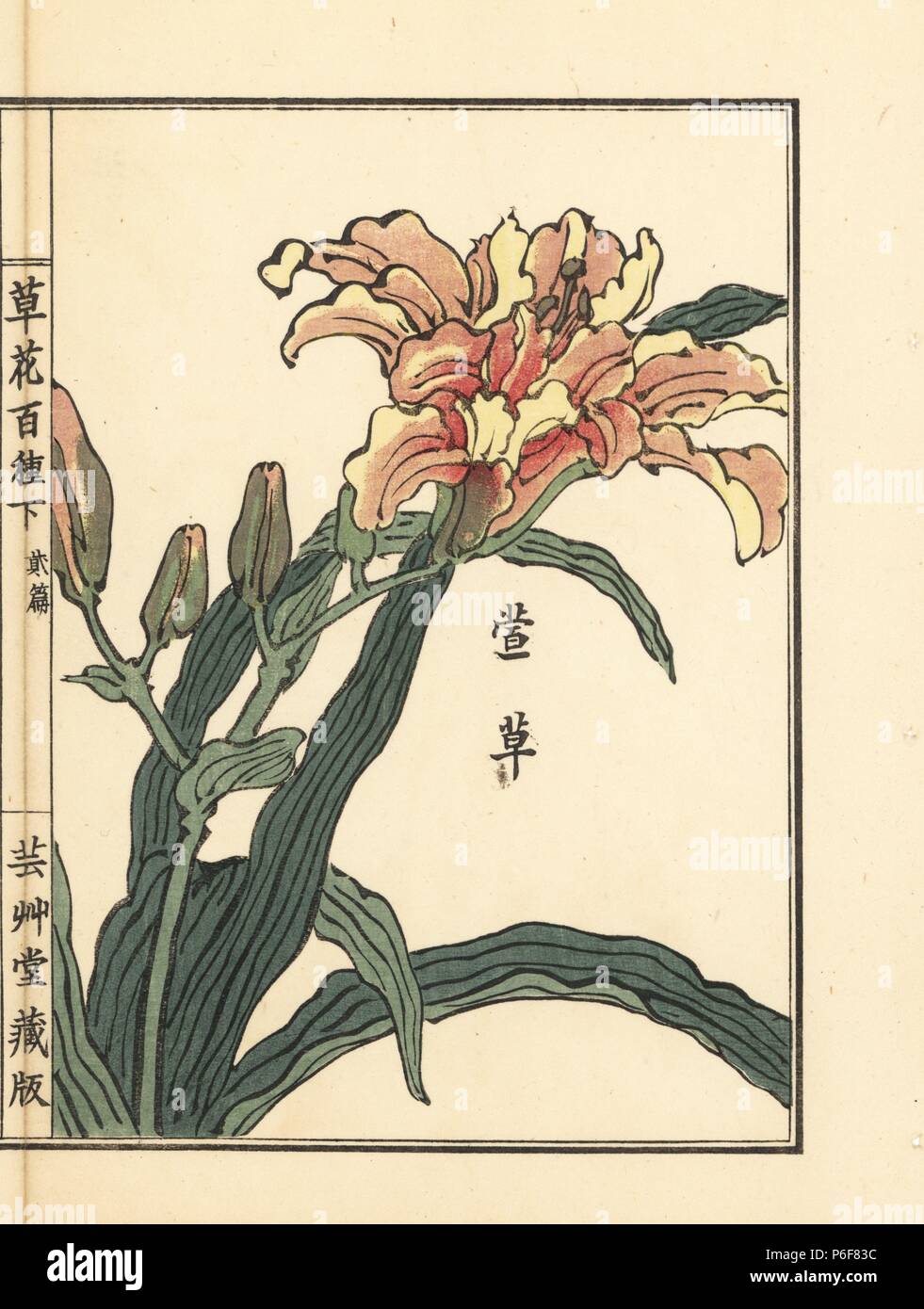 Nokanzou or orange daylily, Hemerocallis fulva var. longituba. Handcoloured woodblock print by Kono Bairei from Kusa Bana Hyakushu (One Hundred Varieties of Flowers), Tokyo, Yamada, 1901. Stock Photo