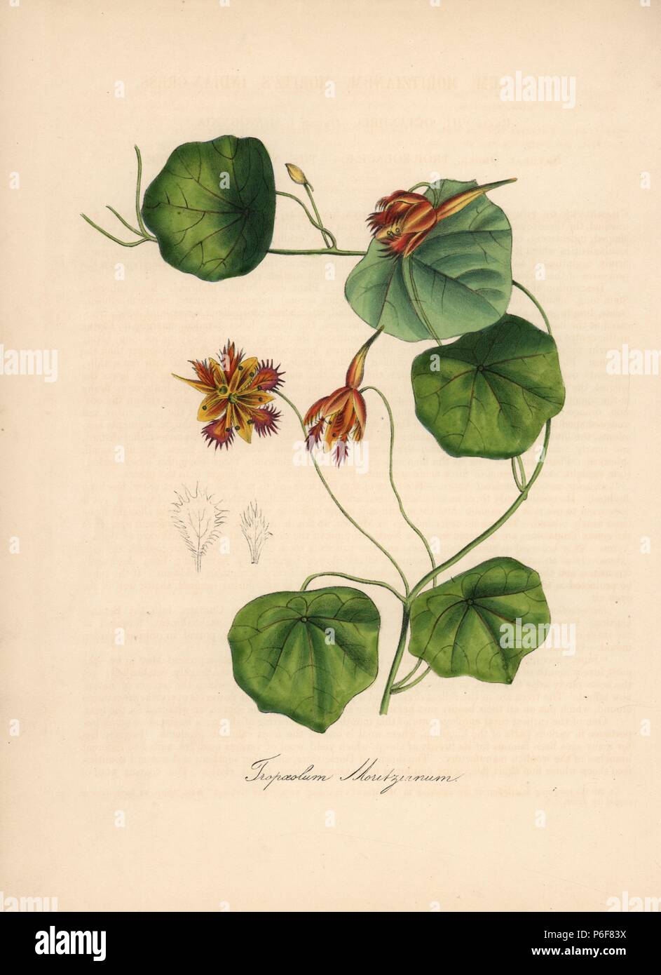 Nasturtium, Tropaeolum moritzianum. Handcoloured zincograph by C. Chabot drawn by Miss M. A. Burnett from her 'Plantae Utiliores: or Illustrations of Useful Plants,' Whittaker, London, 1842. Miss Burnett drew the botanical illustrations, but the text was chiefly by her late brother, British botanist Gilbert Thomas Burnett (1800-1835). Stock Photo