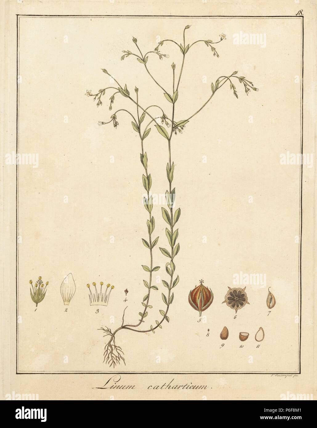 Fairy flax, Linum catharticum. Handcoloured copperplate engraving by F. Guimpel from Dr. Friedrich Gottlob Hayne's Medical Botany, Berlin, 1822. Hayne (1763-1832) was a German botanist, apothecary and professor of pharmaceutical botany at Berlin University. Stock Photo