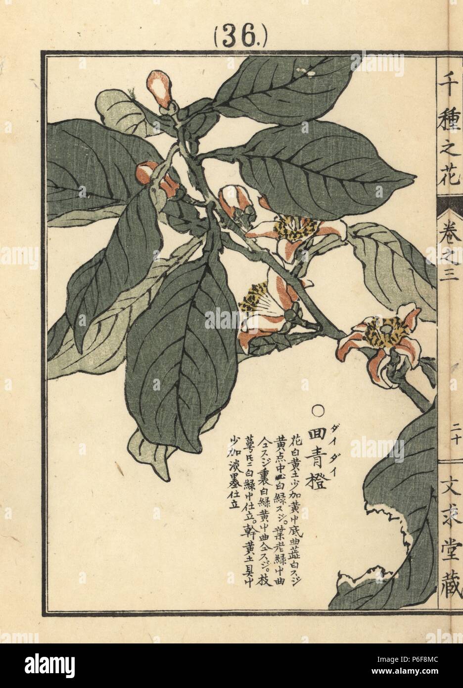Daidai or bitter orange flower, Citrus aurantium. Handcoloured woodblock print by Kono Bairei from Senshu no Hana (One Thousand Varieties of Flowers), Bunkyudo, Kyoto, 1889. Stock Photo