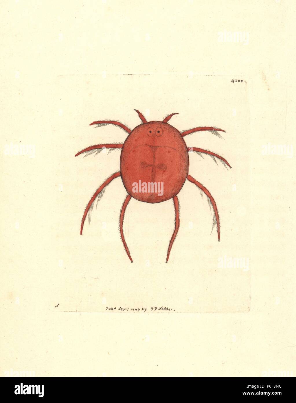 Red water spider or scarlet hydrachna, Hydrachna coccinea. Illustration by George Shaw. Handcoloured copperplate engraving from George Shaw and Frederick Nodder's 'The Naturalist's Miscellany,' London, 1799. Stock Photo