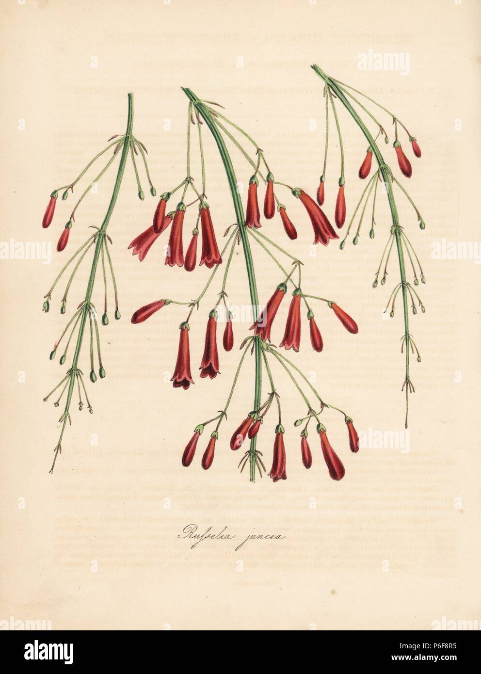 Firecracker plant, Russelia equisetiformis (Russelia juncea). Based on Mrs Augusta Withers' illustration in Benjamin Maund's 'The Botanist.' Handcoloured zincograph by C. Chabot drawn by Miss M. A. Burnett from her 'Plantae Utiliores: or Illustrations of Useful Plants,' Whittaker, London, 1842. Miss Burnett drew the botanical illustrations, but the text was chiefly by her late brother, British botanist Gilbert Thomas Burnett (1800-1835). Stock Photo