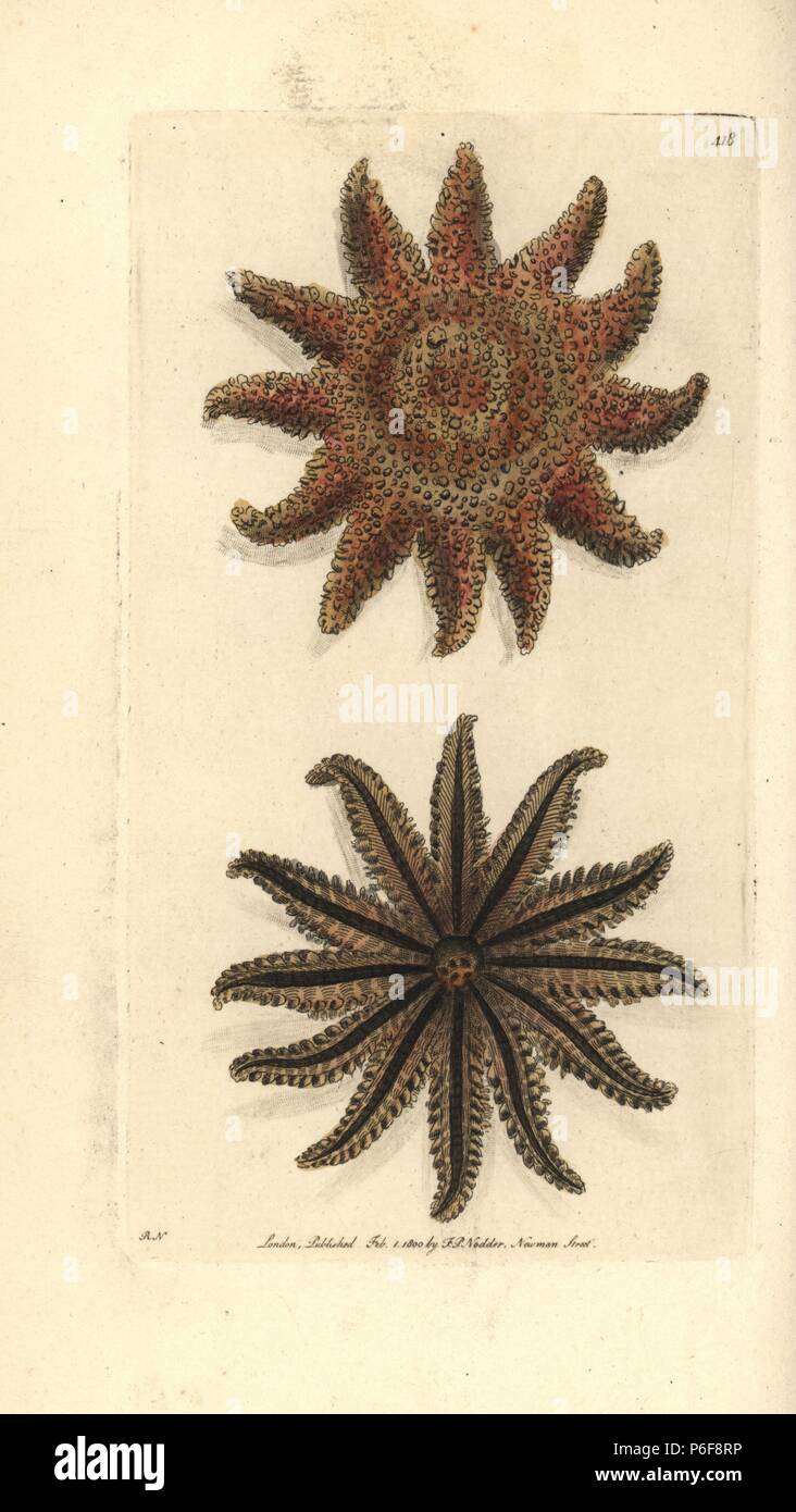 Common sunstar, Crossaster papposus (Twelve-rayed asterias, Asterias papposa). Illustration drawn and engraved by Richard Polydore Nodder. Handcoloured copperplate engraving from George Shaw and Frederick Nodder's 'The Naturalist's Miscellany,' London, 1800. Stock Photo