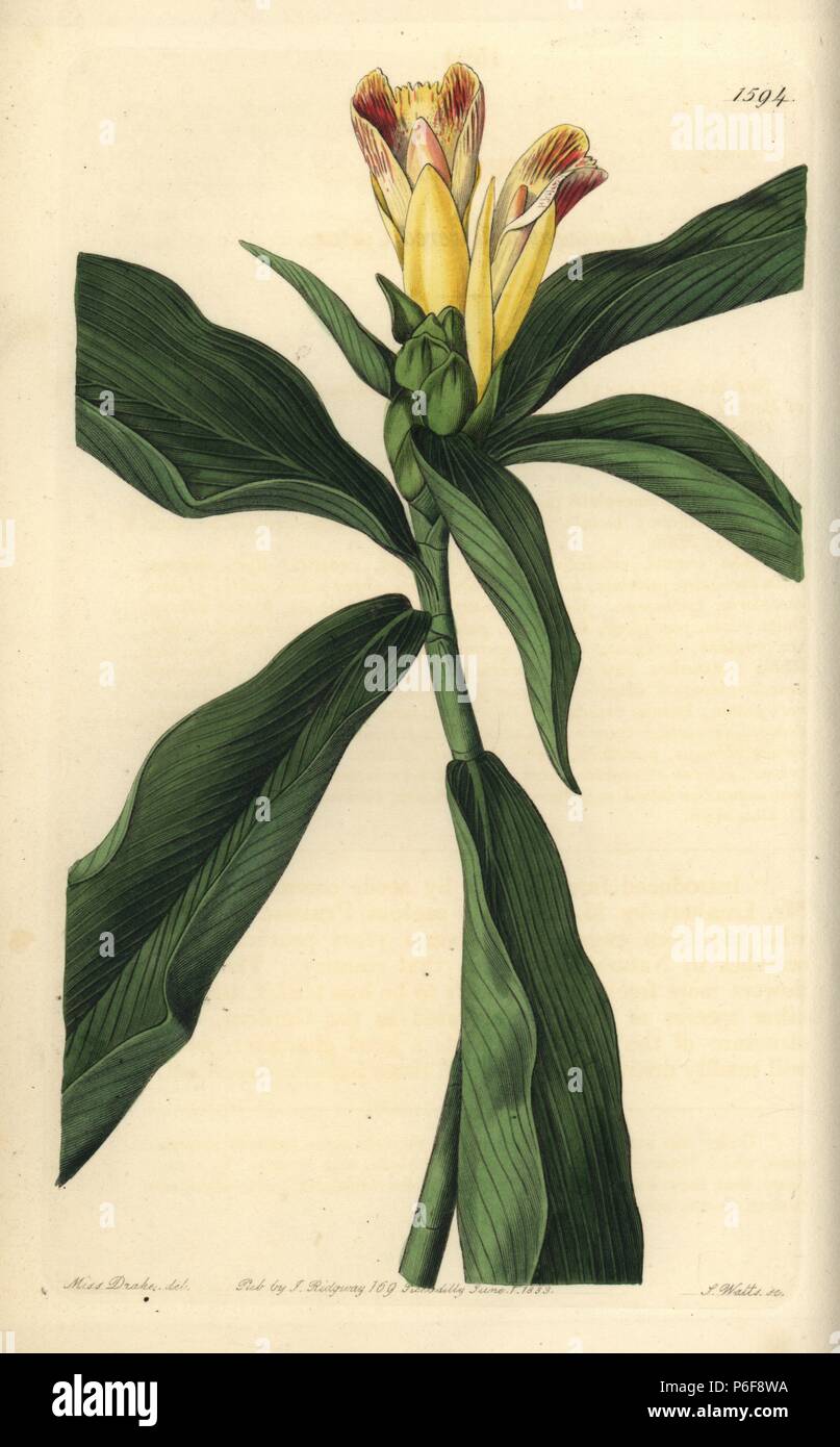 Variegated-flowered costus, Costus pictus. Handcoloured copperplate engraving by S. Watts after an illustration by Miss Drake from Sydenham Edwards' 'The Botanical Register,' London, Ridgway, 1833. Sarah Anne Drake (1803-1857) drew over 1,300 plates for the botanist John Lindley, including many orchids. Stock Photo