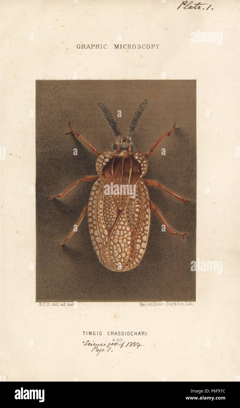 Lace bug, Tingis crassiochari. Magnified x30. Chromolithograph after an illustration by E.T.D., lithographed by Vincent Brooks, from 'Graphic Microscopy' plates to illustrate 'Hardwicke's Science Gossip,' London, 1865-1885. Stock Photo