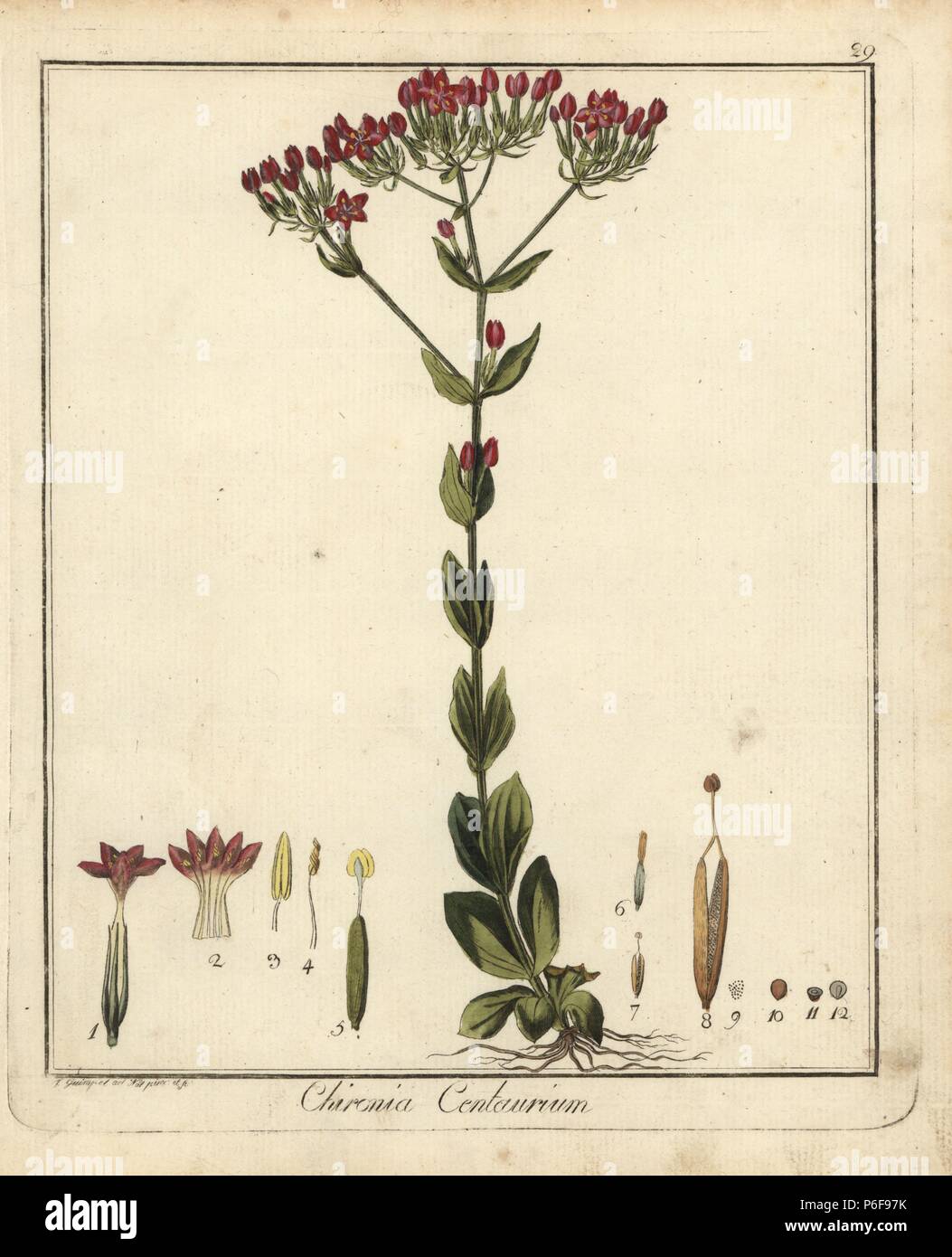 Common centaury, Centaurium erythraea. Handcoloured copperplate drawn from life and engraved by F. Guimpel from Dr. Friedrich Gottlob Hayne's Medical Botany, Berlin, 1822. Hayne (1763-1832) was a German botanist, apothecary and professor of pharmaceutical botany at Berlin University. Stock Photo