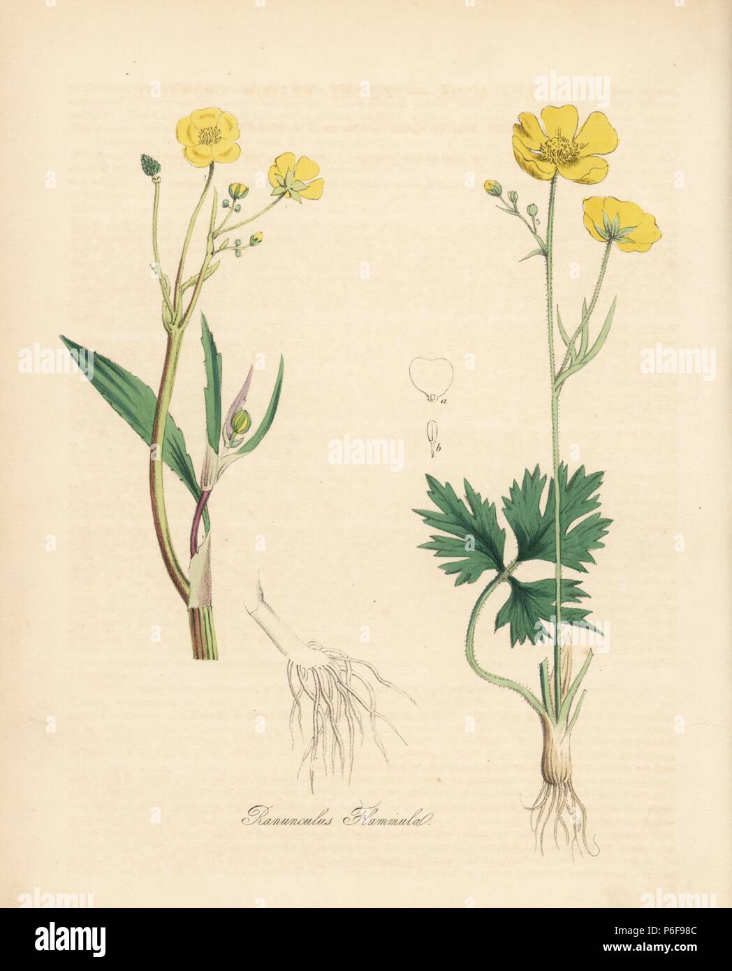 Lesser spearwort or banewort, Ranunculus flammula, and meadow buttercup, Ranunculus acris. Handcoloured zincograph by C. Chabot drawn by Miss M. A. Burnett from her 'Plantae Utiliores: or Illustrations of Useful Plants,' Whittaker, London, 1842. Miss Burnett drew the botanical illustrations, but the text was chiefly by her late brother, British botanist Gilbert Thomas Burnett (1800-1835). Stock Photo