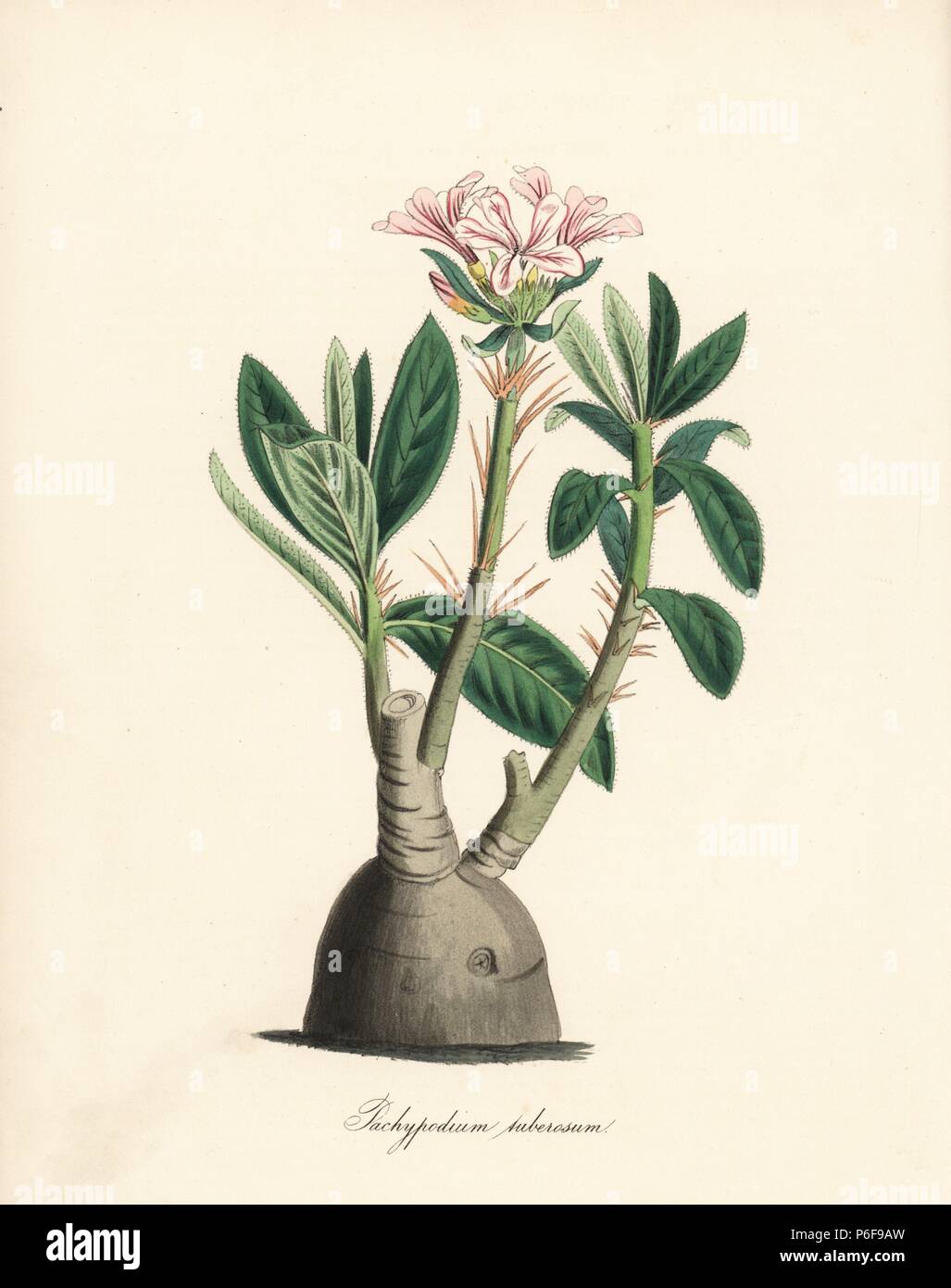 Pachypodium succulentum cactus, native to South Africa (Tuberous pachypodium, Pachypodium tuberosum). Handcoloured zincograph by C. Chabot drawn by Miss M. A. Burnett from her 'Plantae Utiliores: or Illustrations of Useful Plants,' Whittaker, London, 1842. Miss Burnett drew the botanical illustrations, but the text was chiefly by her late brother, British botanist Gilbert Thomas Burnett (1800-1835). Stock Photo