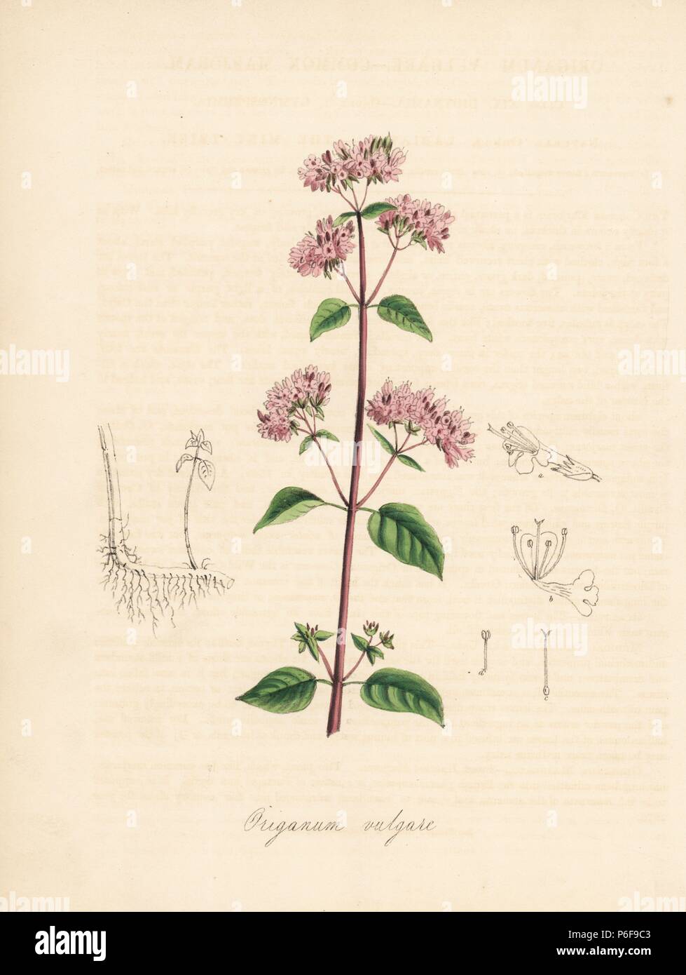 Oregano, Origanum vulgare. Handcoloured zincograph by C. Chabot drawn by Miss M. A. Burnett from her 'Plantae Utiliores: or Illustrations of Useful Plants,' Whittaker, London, 1842. Miss Burnett drew the botanical illustrations, but the text was chiefly by her late brother, British botanist Gilbert Thomas Burnett (1800-1835). Stock Photo