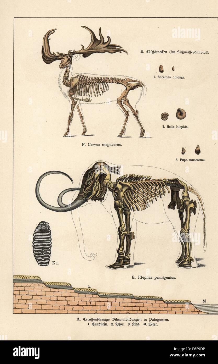 Fossil skeletons of extinct great Irish deer Cervus megaceros and woolly mammoth Elephas primigenius, and freshwater Diluvial snails Succinea oblonga, Helix hispida and Pupa muscorum. Chromolithograph from Dr. Fr. Rolle's 'Geology and Paleontology' section in Gotthilf Heinrich von Schubert's 'Naturgeschichte,' Schreiber, Munich, 1886. Stock Photo