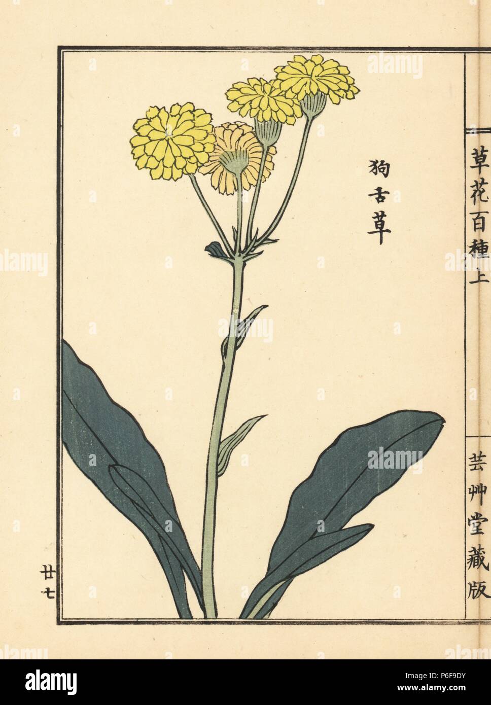 Ogaoguruma or ragwort, Senecio integrifolius var. spathulatus. Handcoloured woodblock print by Kono Bairei from Kusa Bana Hyakushu (One Hundred Varieties of Flowers), Tokyo, Yamada, 1901. Stock Photo