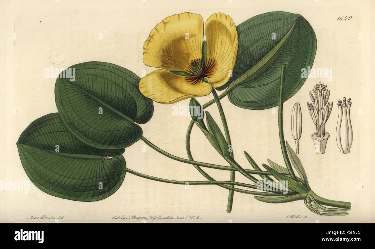 Water poppy, Hydrocleys nymphoides (Humboldt's limnocharis, Limnocharis humboldtii). Handcoloured copperplate engraving by S. Watts after an illustration by Miss Drake from Sydenham Edwards' 'The Botanical Register,' London, Ridgway, 1833. Sarah Anne Drake (1803-1857) drew over 1,300 plates for the botanist John Lindley, including many orchids. Stock Photo