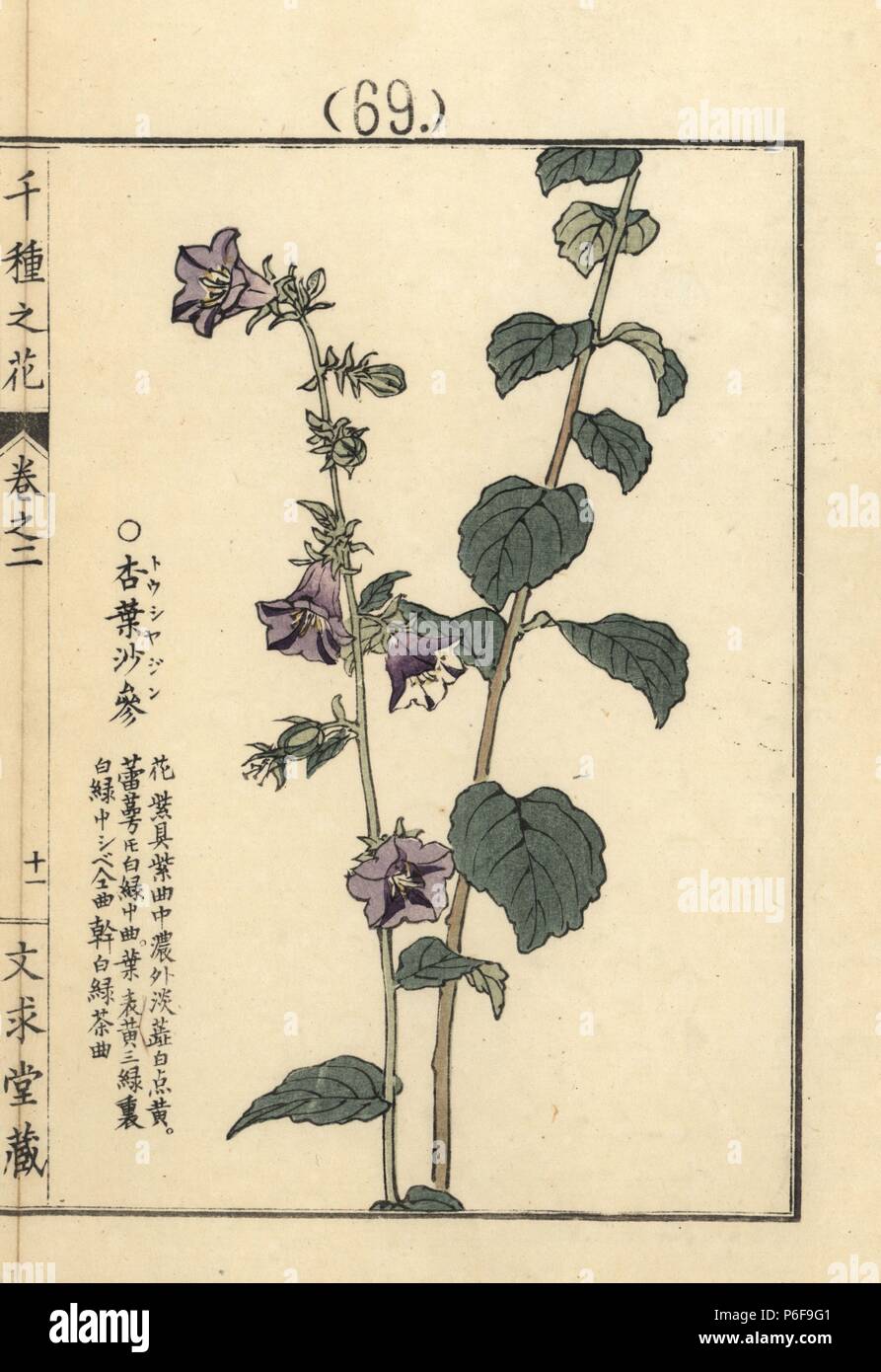 Toushajin or lady bells, Adenophora stricta. Handcoloured woodblock print by Kono Bairei from Senshu no Hana (One Thousand Varieties of Flowers), Bunkyudo, Kyoto, 1900. Stock Photo