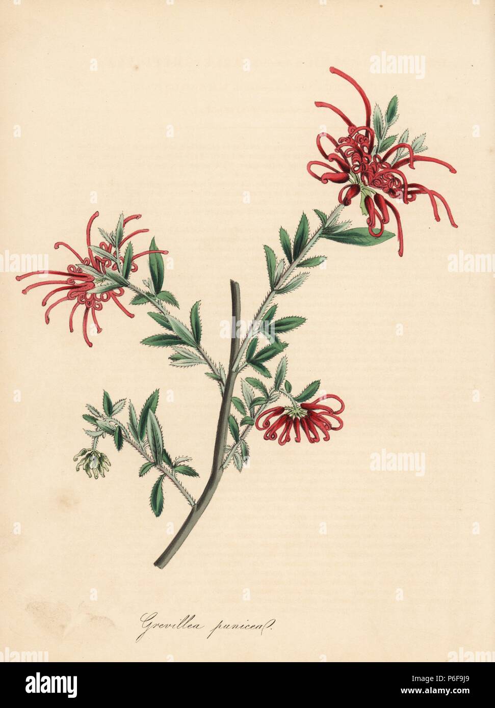 Red spider flower or scarlet grevillea, Grevillea punicea. Handcoloured zincograph by C. Chabot drawn by Miss M. A. Burnett from her 'Plantae Utiliores: or Illustrations of Useful Plants,' Whittaker, London, 1842. Miss Burnett drew the botanical illustrations, but the text was chiefly by her late brother, British botanist Gilbert Thomas Burnett (1800-1835). Stock Photo